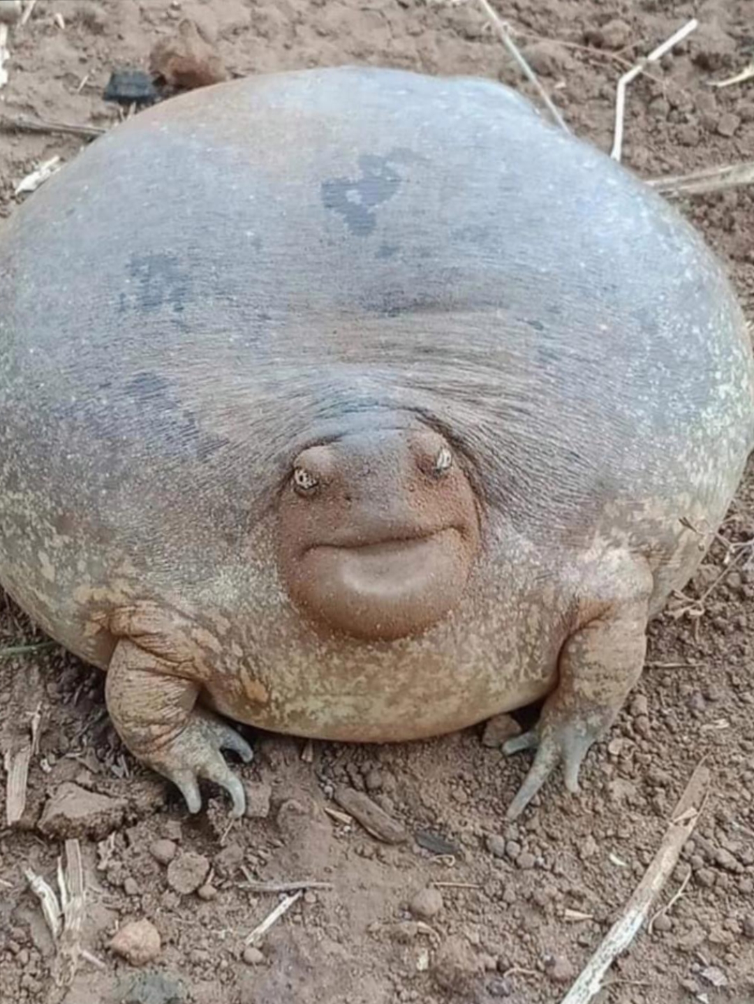 看着腿像青蛙,看到头又有点像乌龟,就是身体咋是圆圆的的什么都不像呀