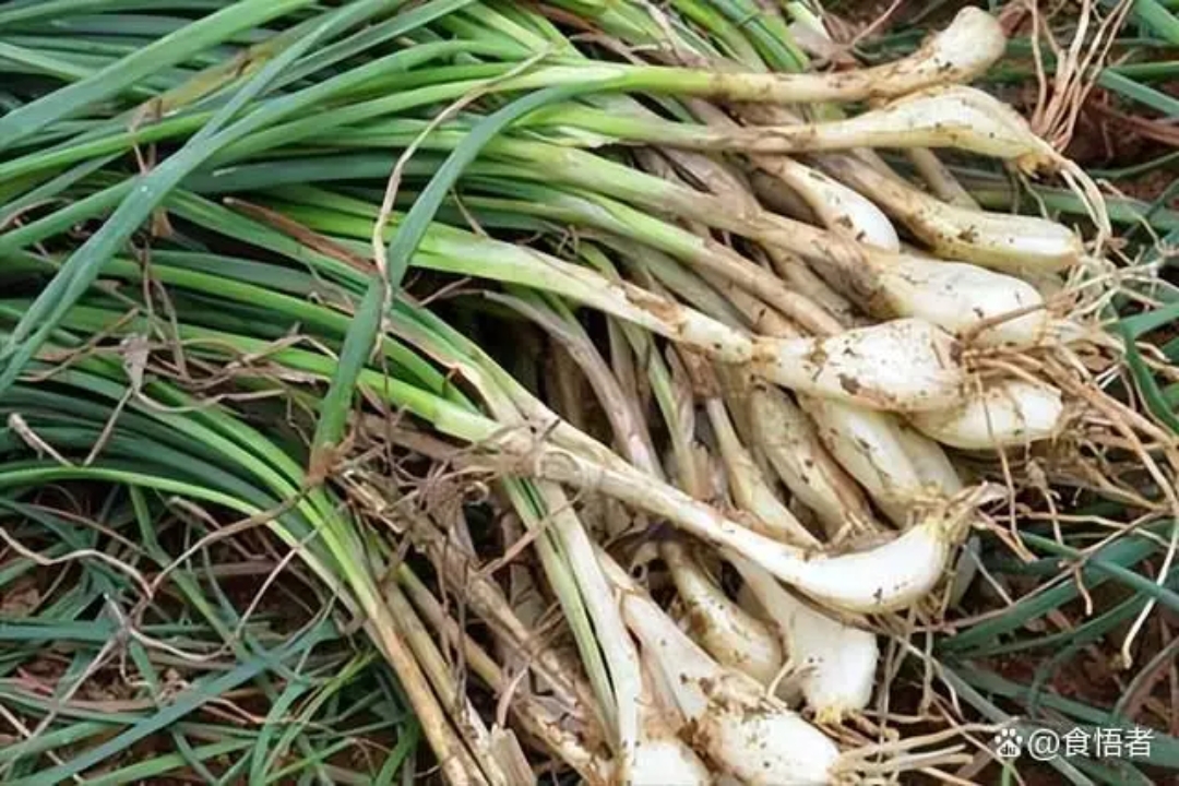 江西菜 藠头炒牛肉   李时珍在《本草纲目》曰:"韭以黄为美,薤以白为