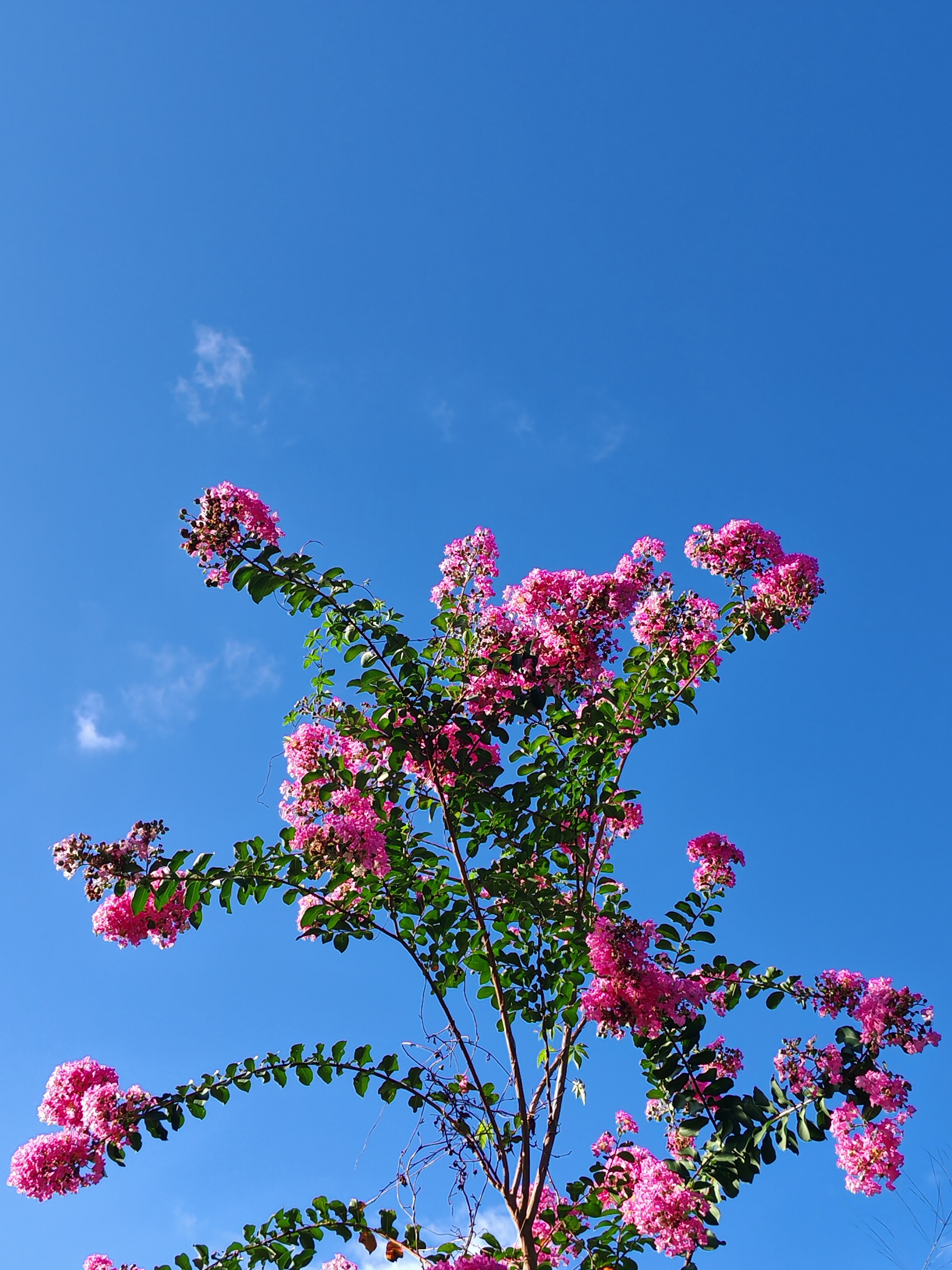 蓝天下的鲜花图片