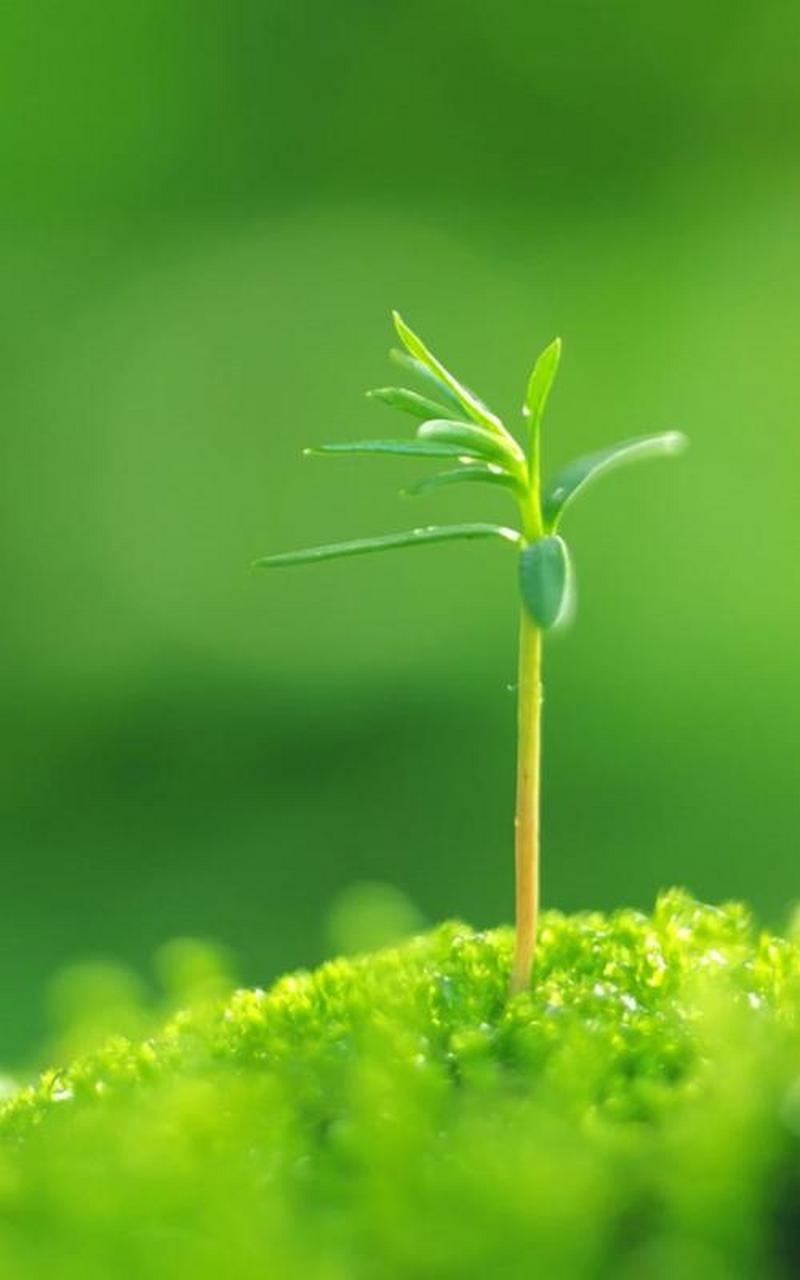 分享一波绿色壁纸～ 夏天们记得点赞抱走o!