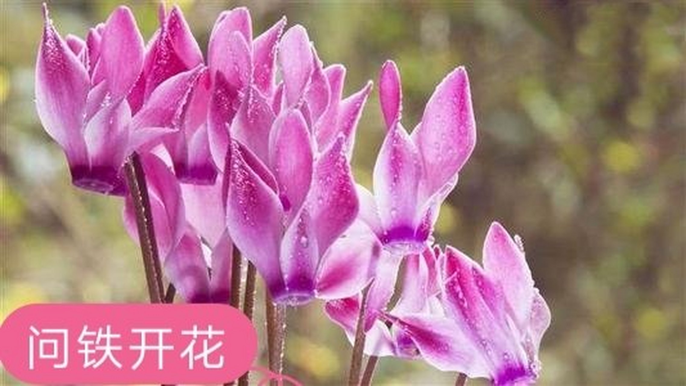 (杨幂)来(你家做客)……………你会给她(做)哪道菜:(凤凰展翅),还是