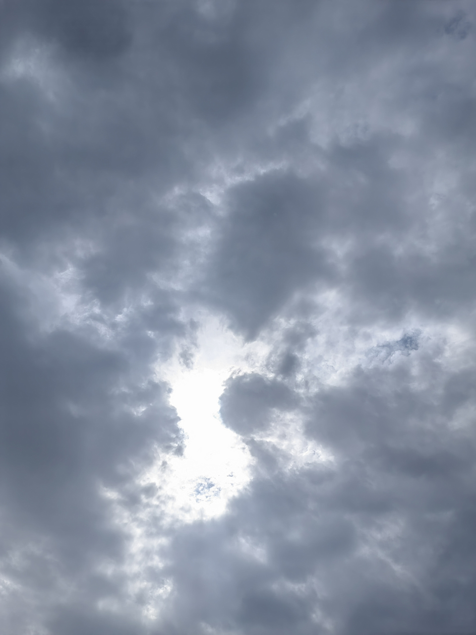 昨日阴天,抬头手机随手拍,感觉真的好美.