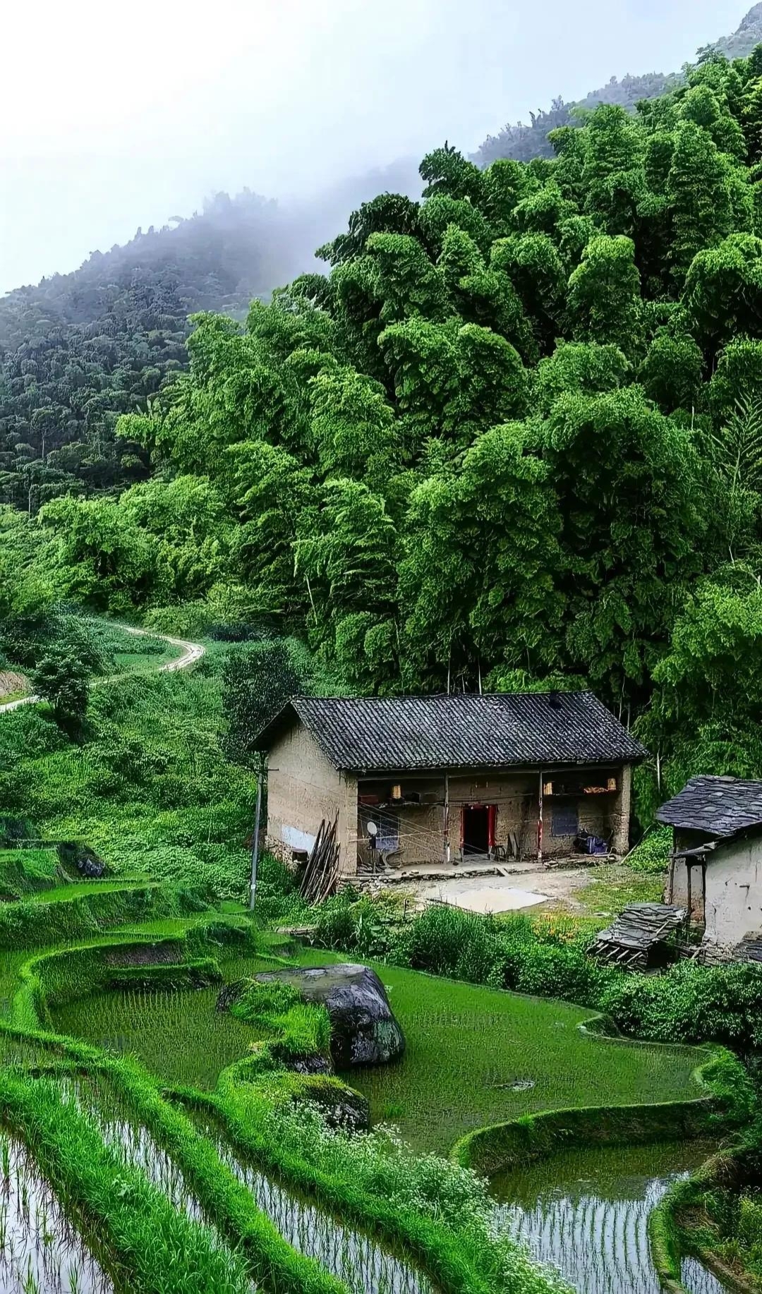 🌸乡野小记 | 静谧田园,稻香里的悠然生活🍃🍃"采菊东篱下,悠然