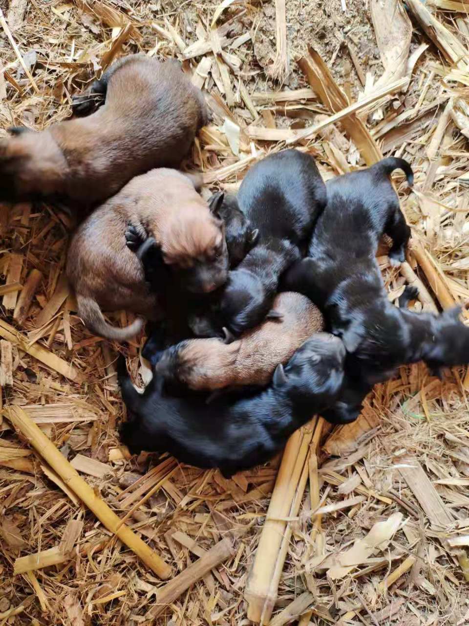 白色拉布拉多配马犬出的小狗为什么是黑色[赞同][赞同]