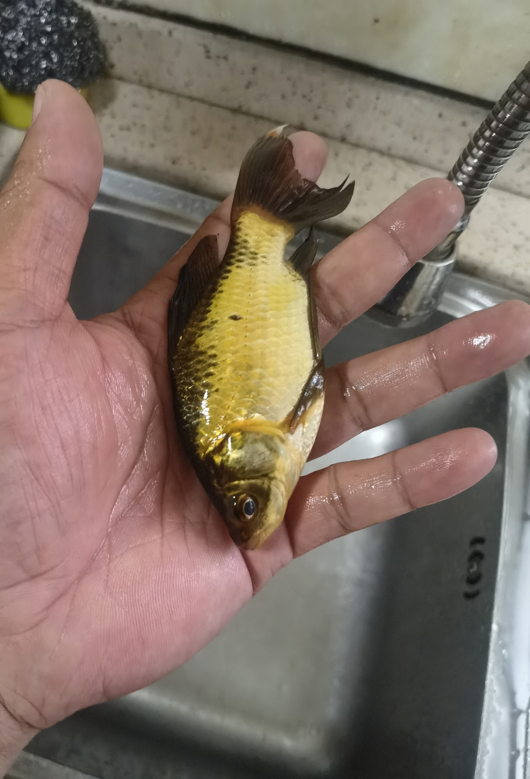 脸是鲫鱼的脸,鳍,尾巴,鳞片颜色又跟鲫鱼不一样