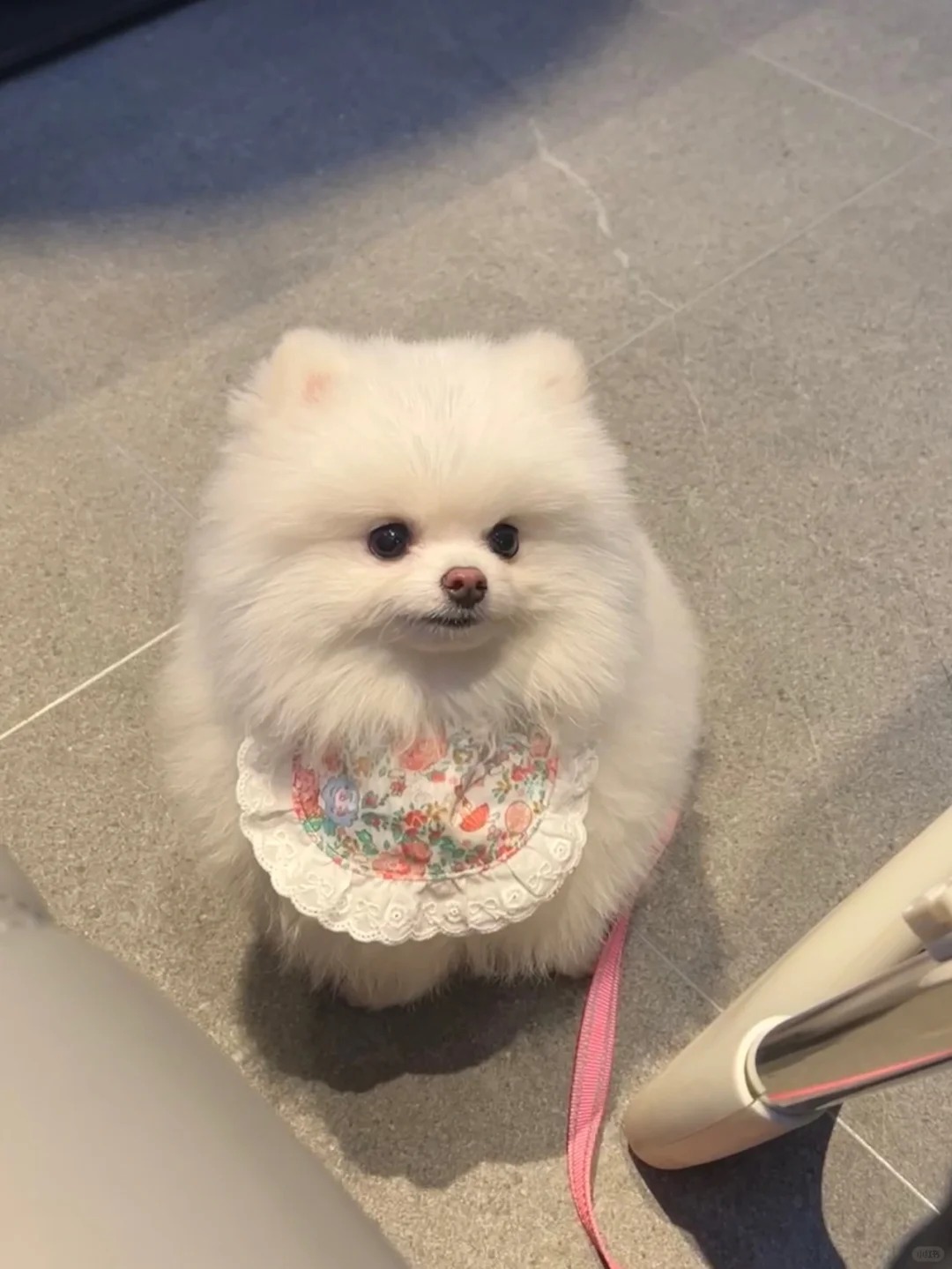 博美心脏病一定要这样养 像博美一些小型犬心脏很容易出现问题,我家里