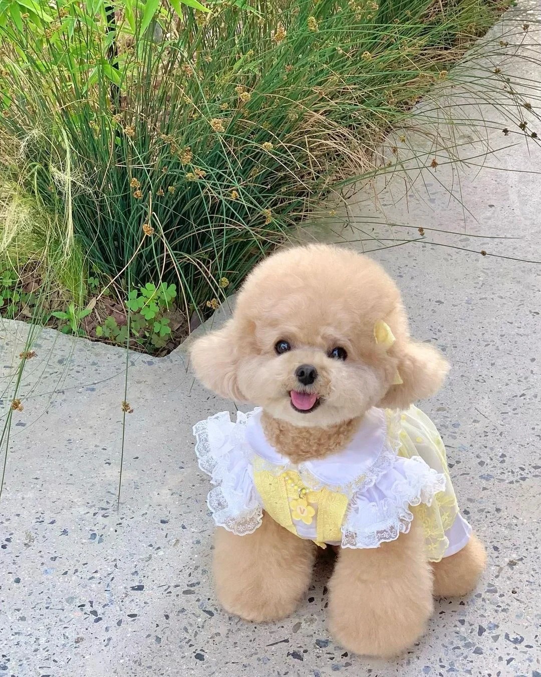 小型犬容易患心脏病,我家的不幸中招了 我家的是一只小泰迪