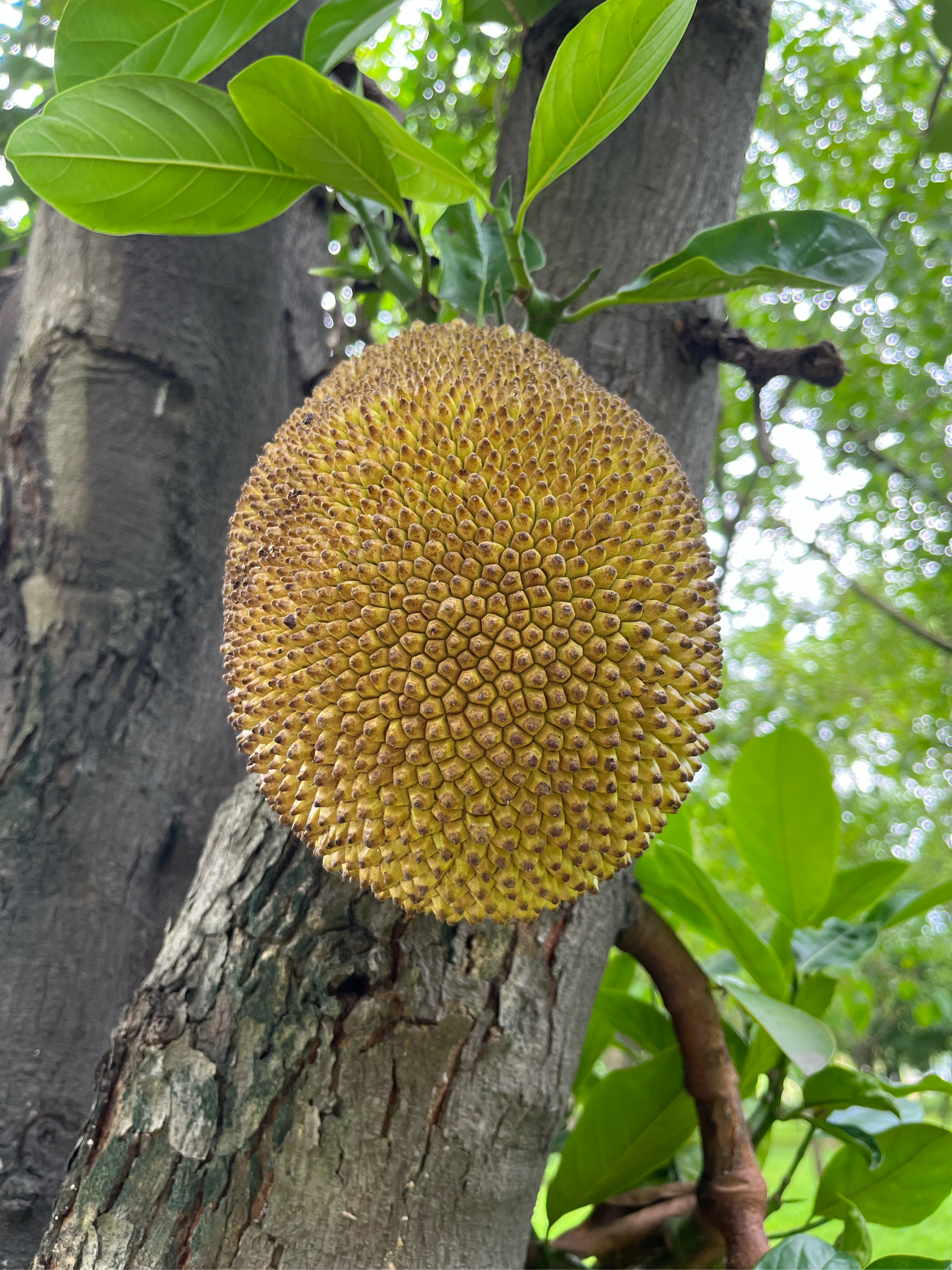 菠萝蜜树照片图片