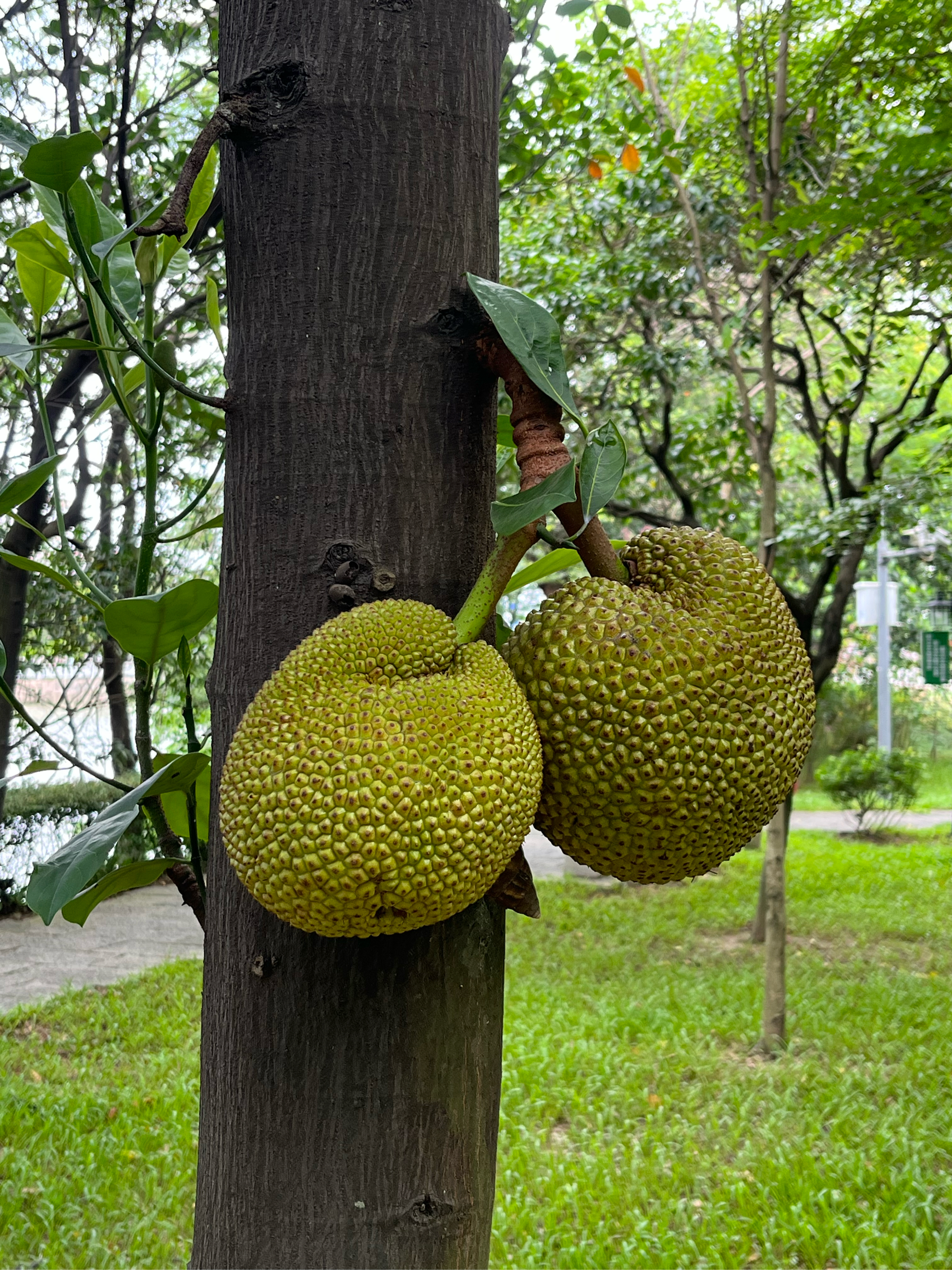 163果实:菠萝蜜果实巨大,呈椭圆形或球形,果肉香甜可口