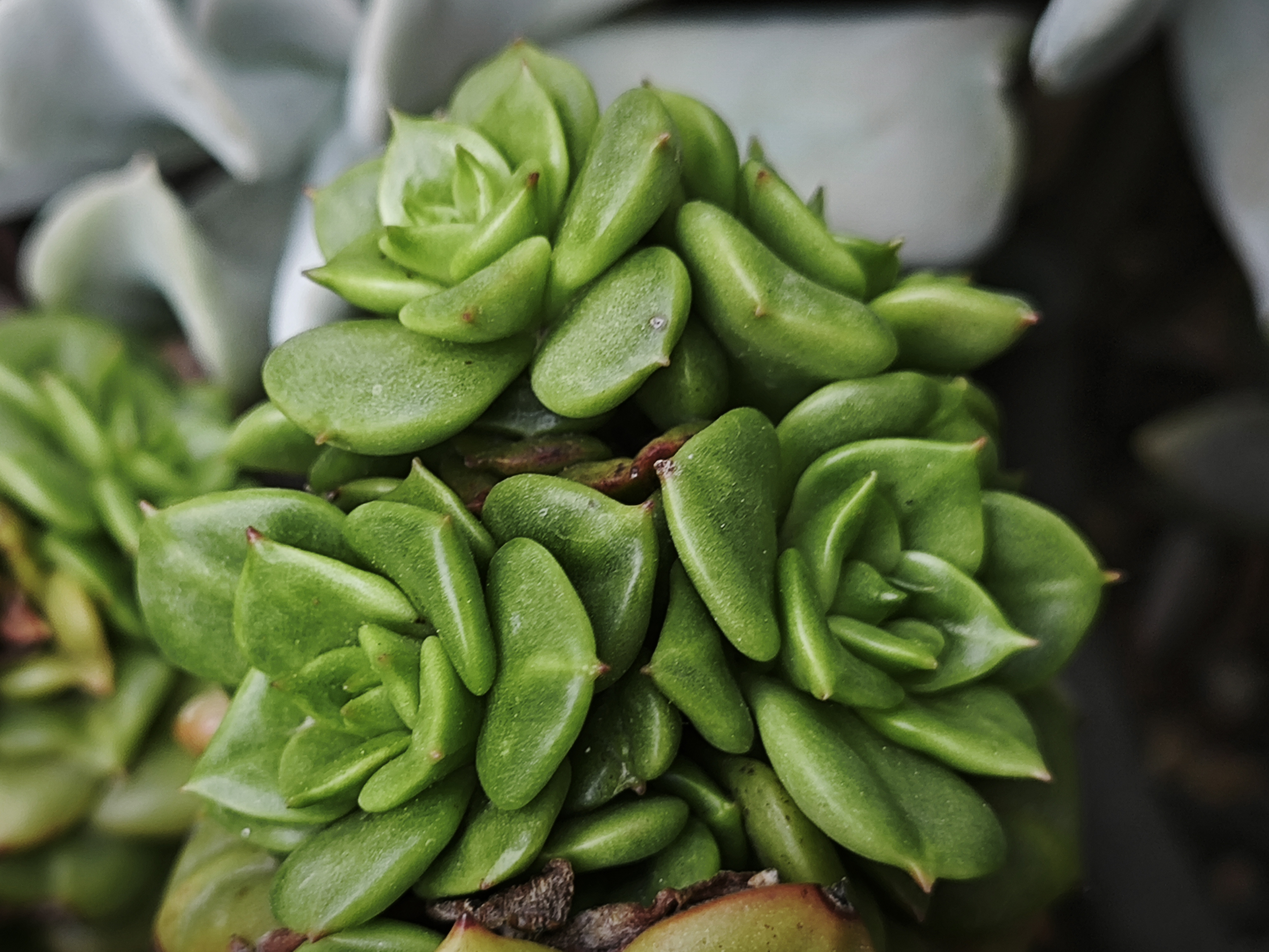 今儿分享蓉姐露养的多肉品种是蜡牡丹,花蝴蝶,奶昔,粉蓝鸟,黛比,堪