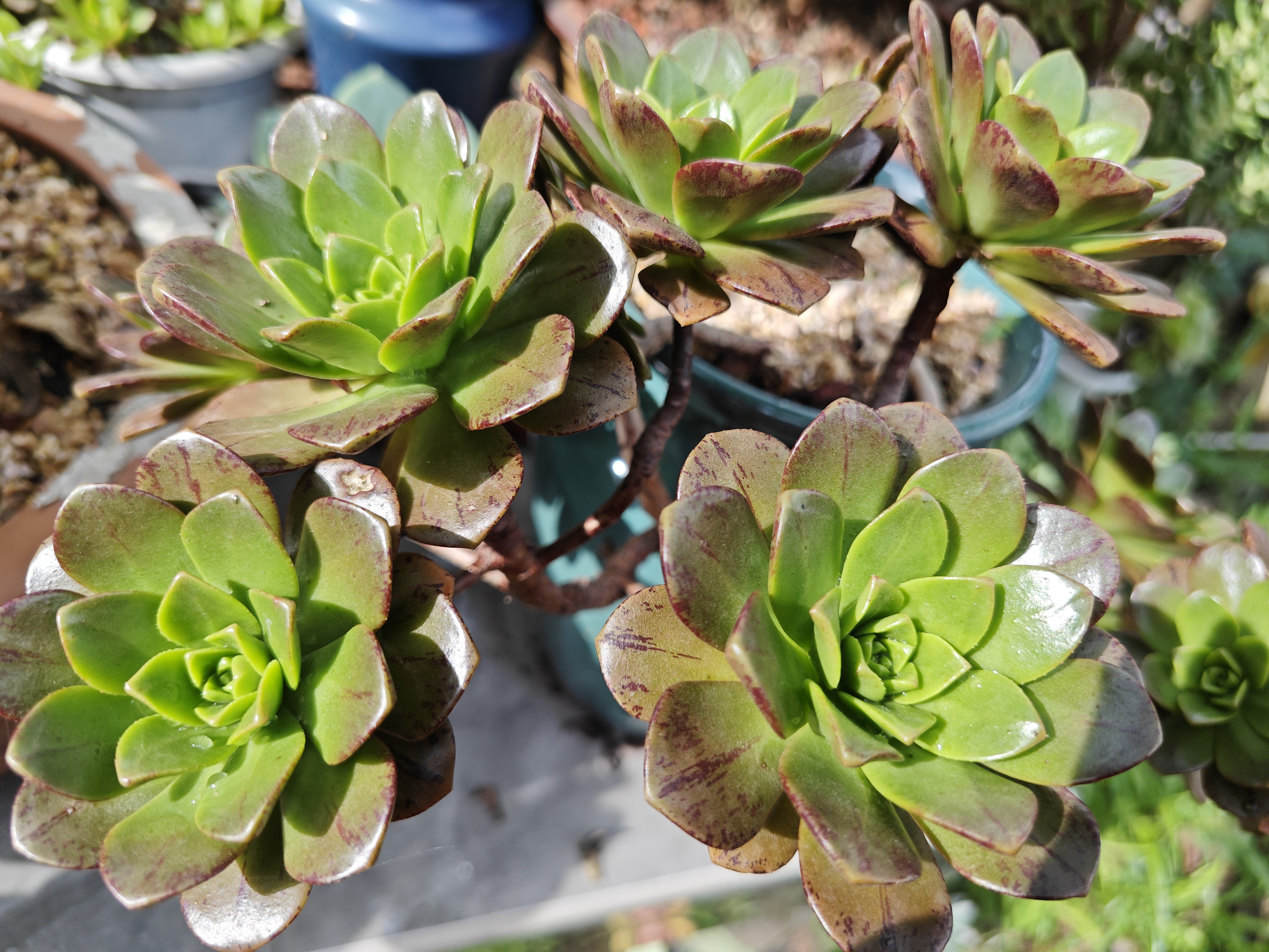 今儿分享蓉姐露养的多肉植物品种是百合莉莉,甜茶法师,普货法师,胖