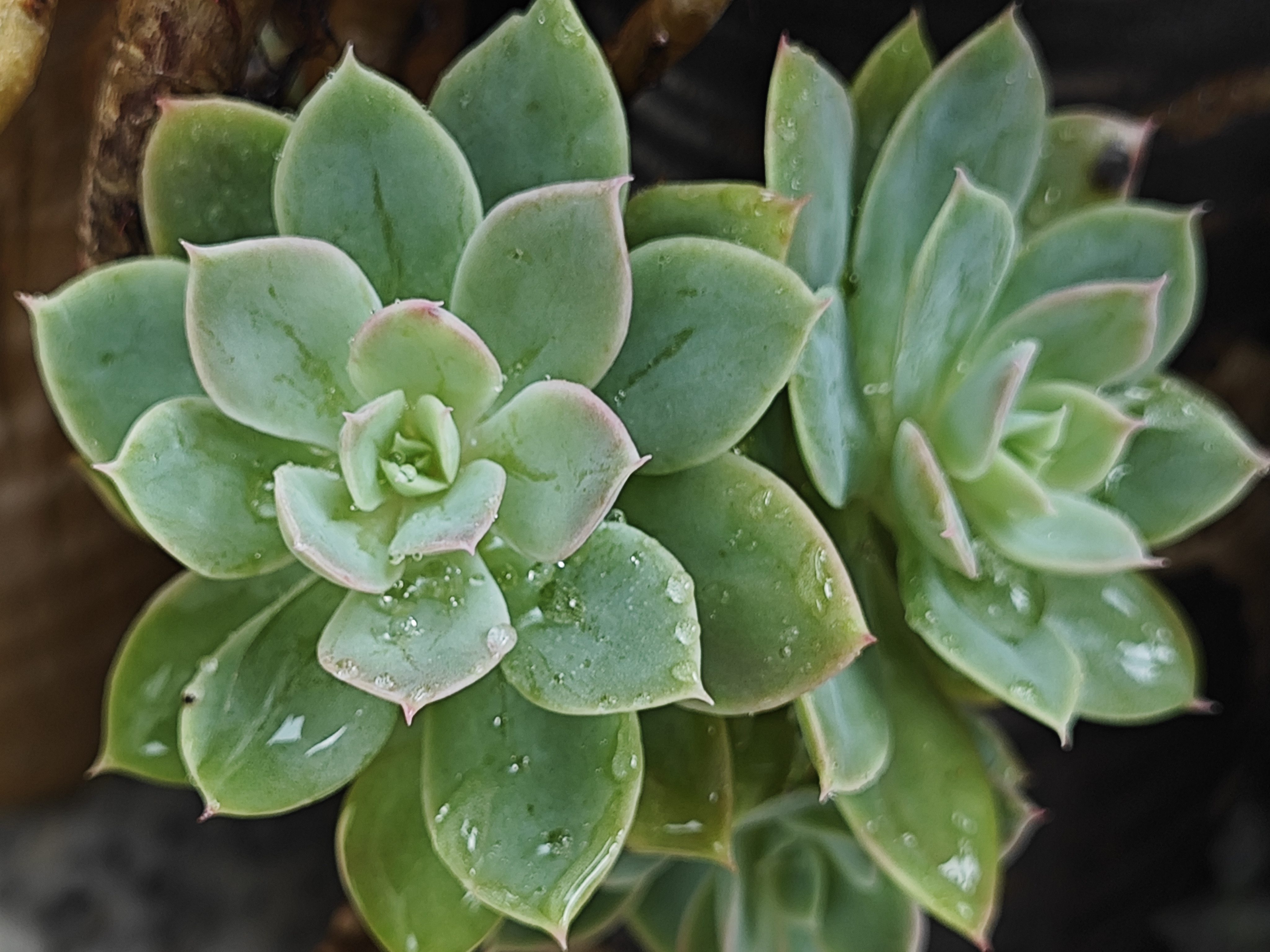 今儿分享蓉姐露养的多肉植物品种是金刚丽花仙人球