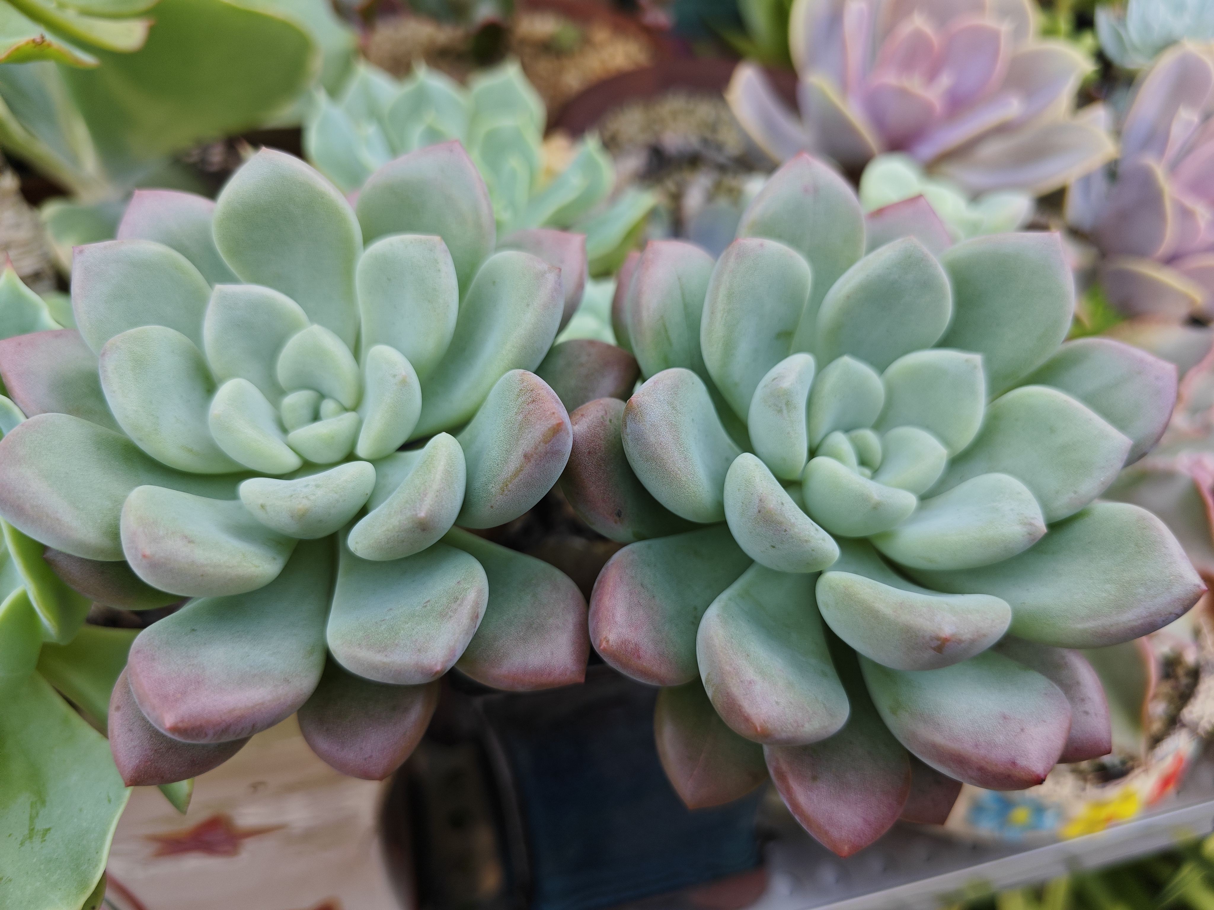 分享蓉姐露养的多肉植物品种是露西娜,巧克力慕斯,星兜,红太阳,奶昔