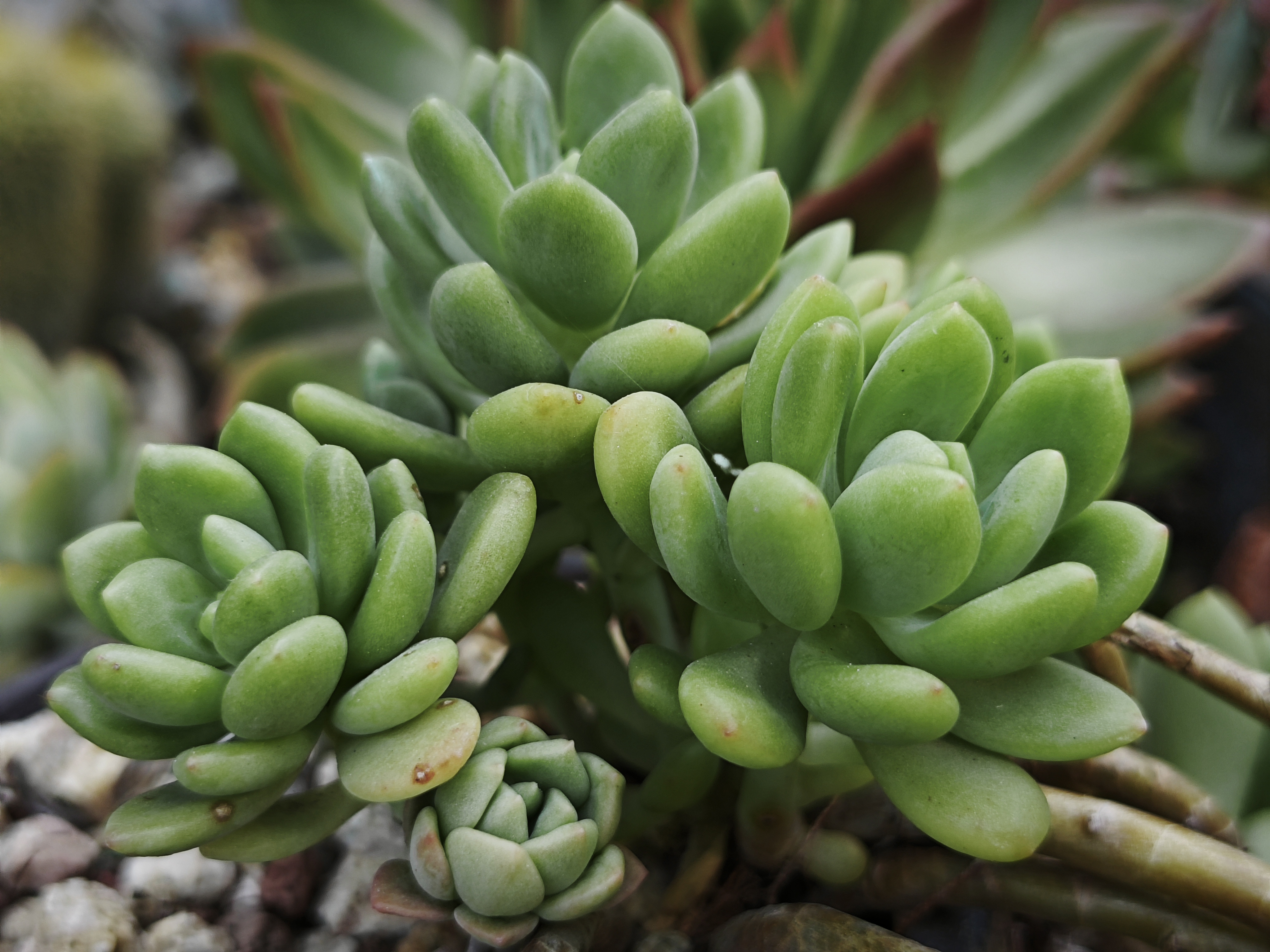 今儿分享蓉姐露养的多肉植物品种是青星美人,某东云,红日,女王花笠