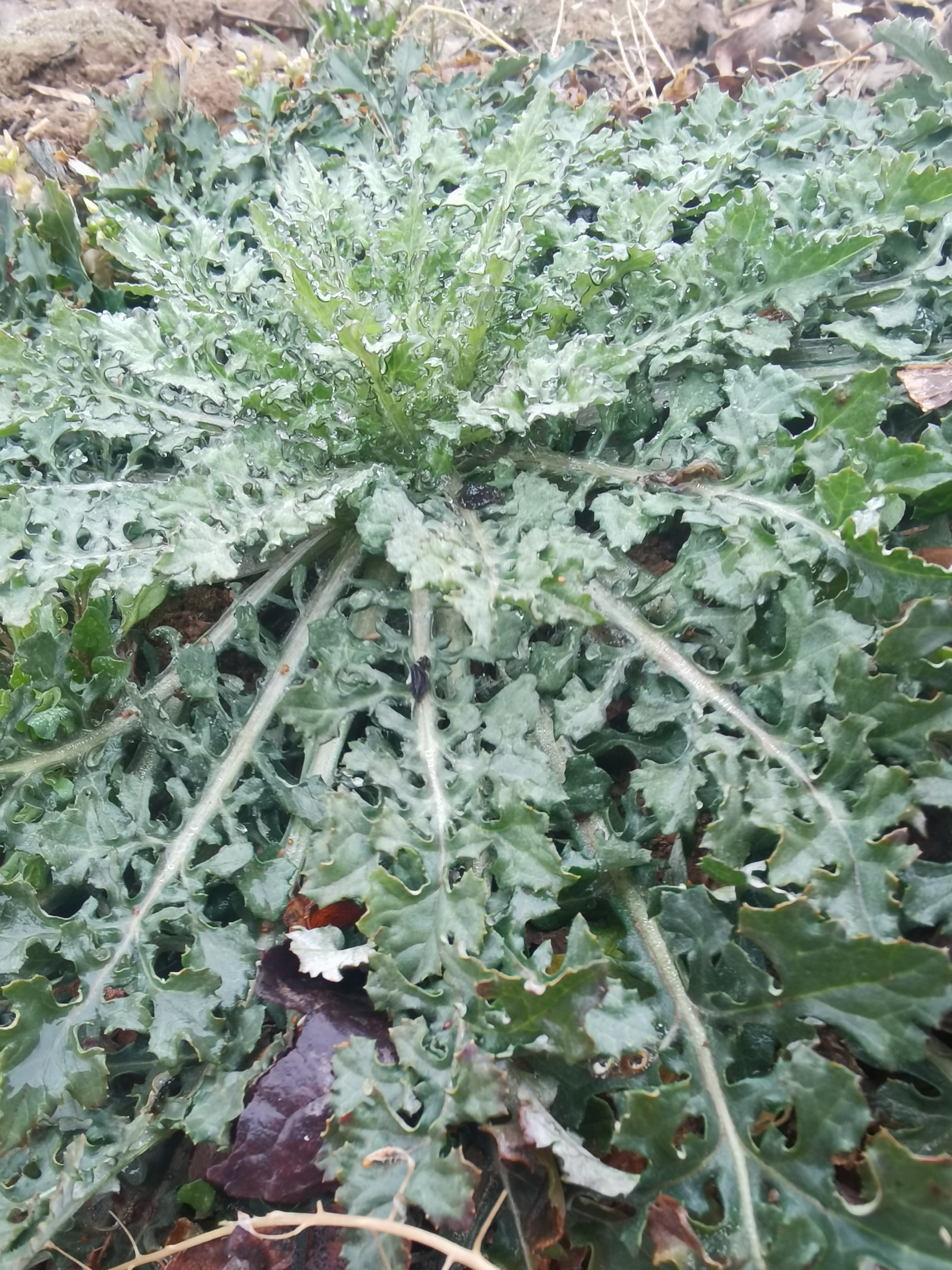 这几个周末我基本都去山上挖菜了