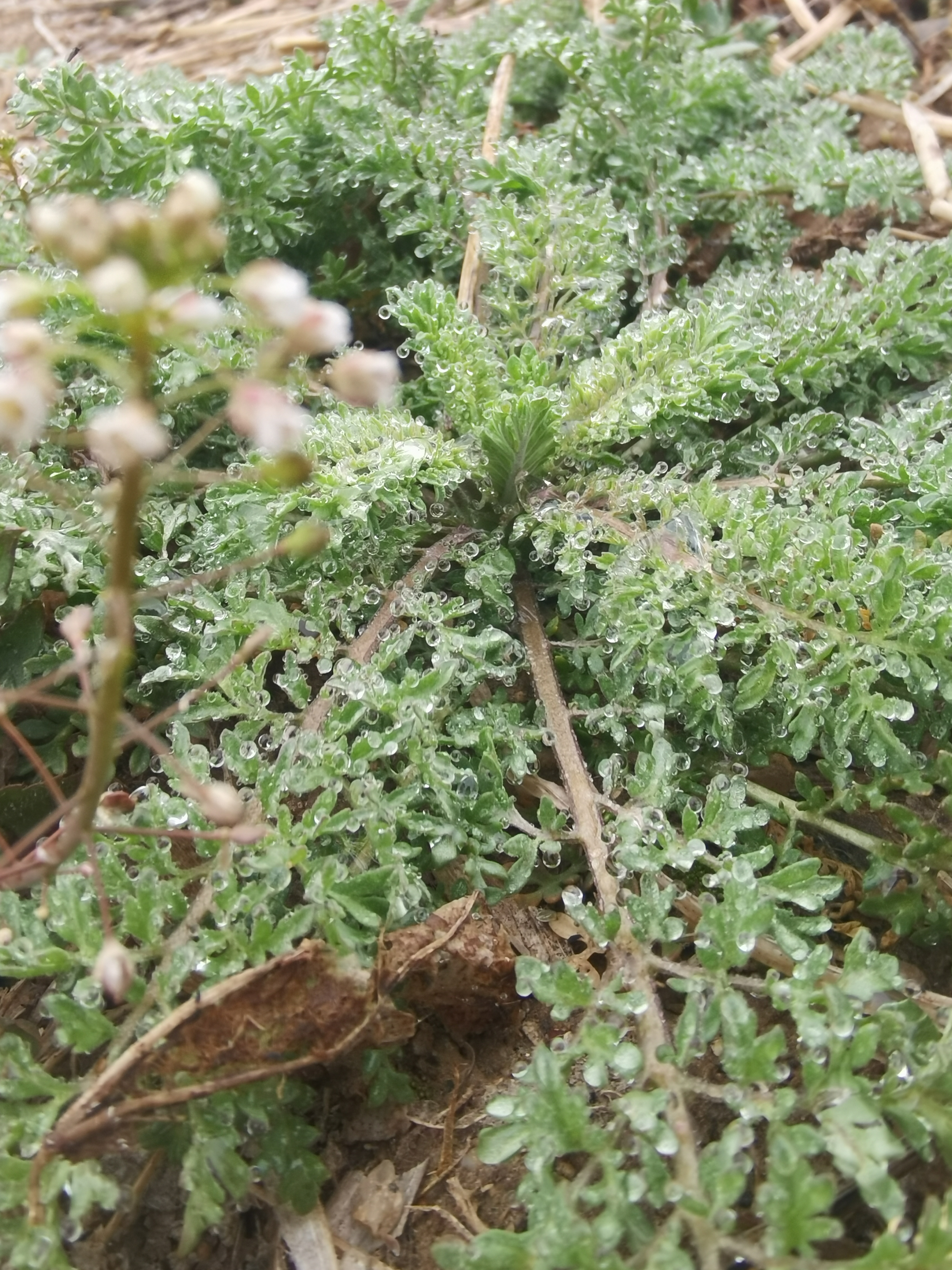 这几个周末我基本都去山上挖菜了