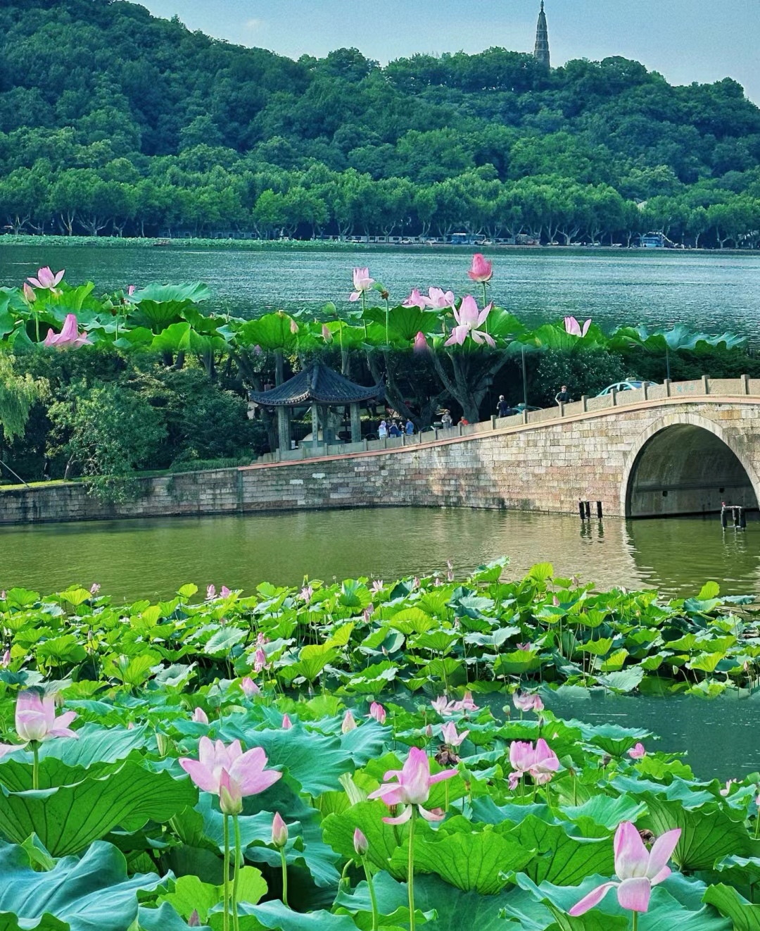 荷花池风景图片大全图片