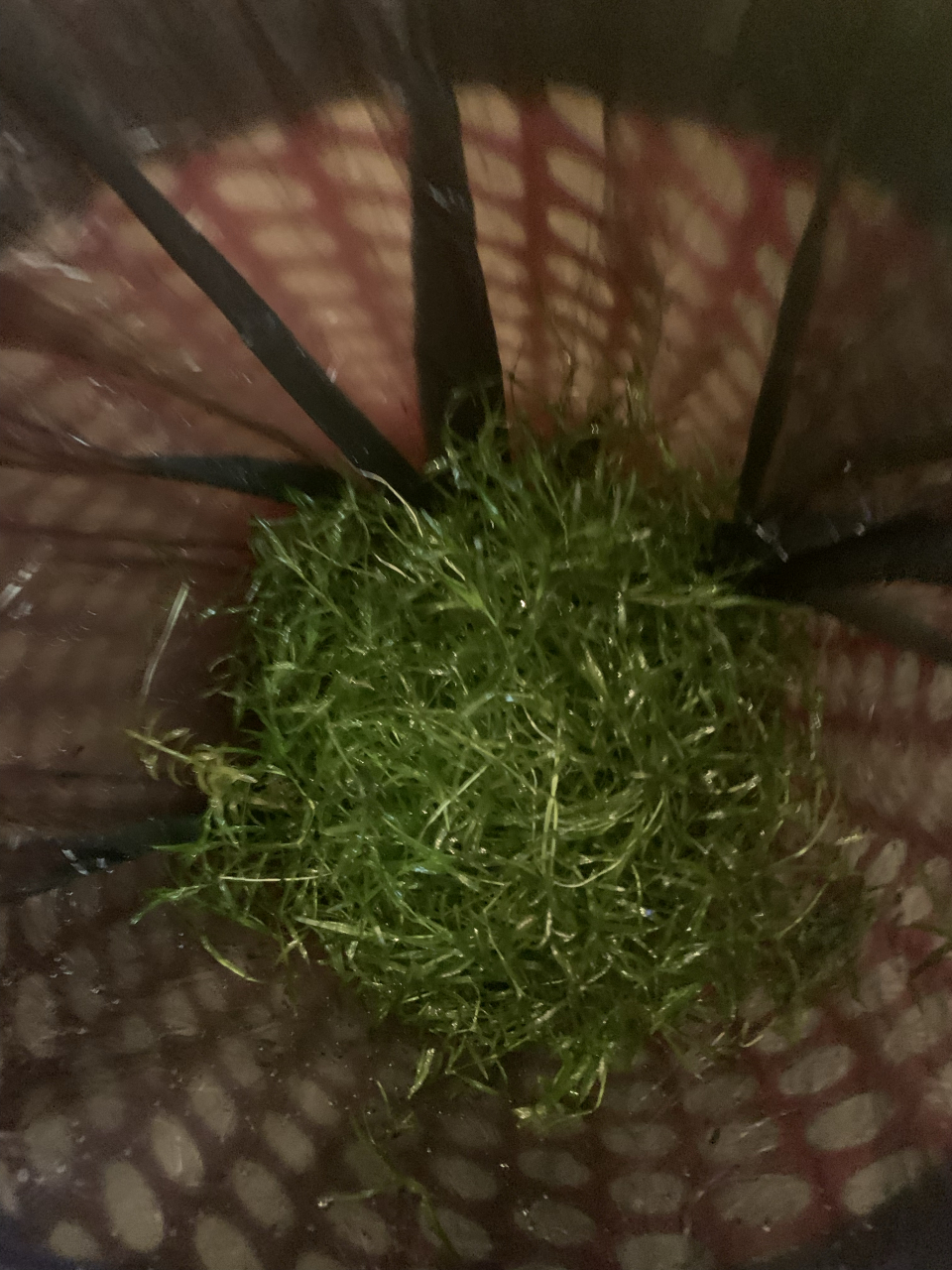 竹节草爆缸 太多了,不扔鱼都没地方呆了!