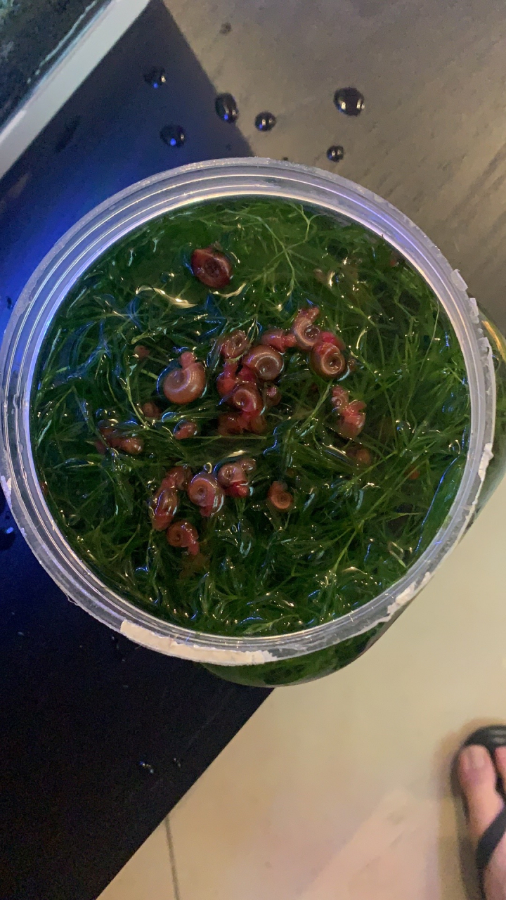 苹果螺和竹节草繁殖太厉害了