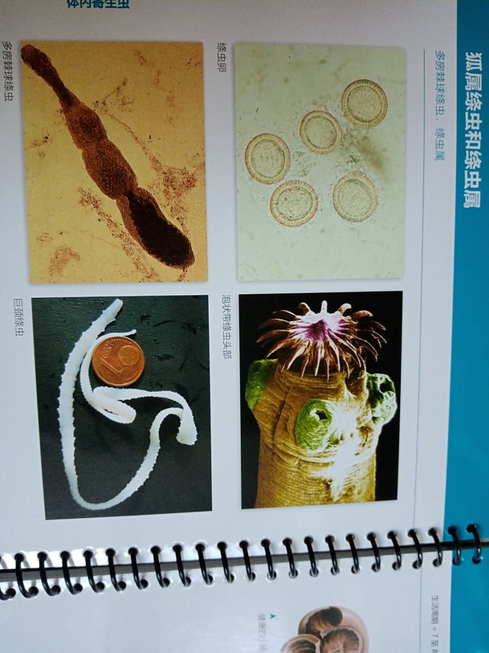 复孔绦虫 狐属绦虫 临床一般都是主人发现猫咪肛门附近有白色芝麻粒样