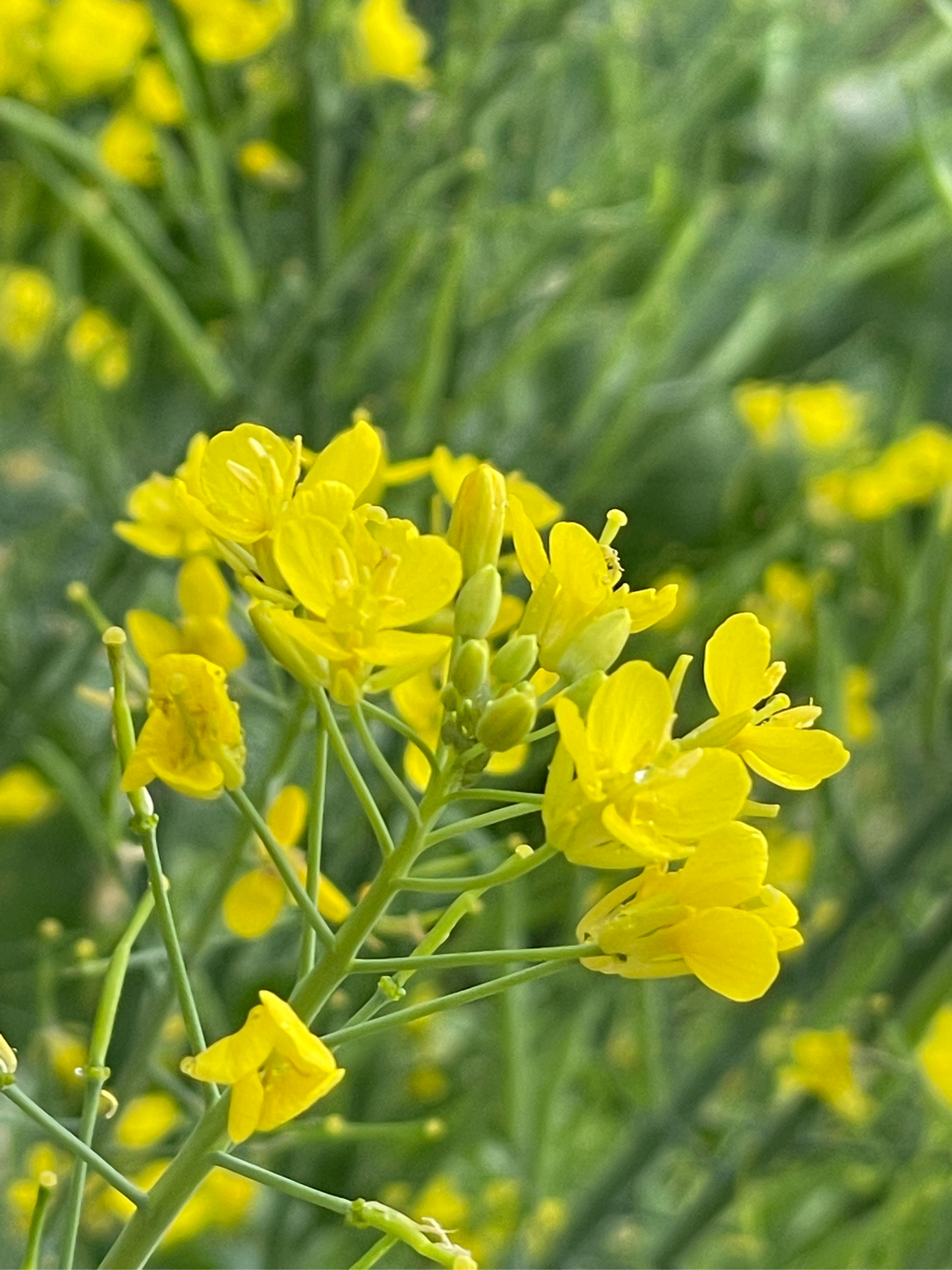 油菜花茎的图片图片