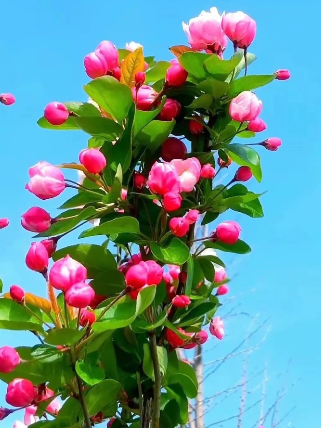 春天,百花盛开的季节,是大自然最美的情书.