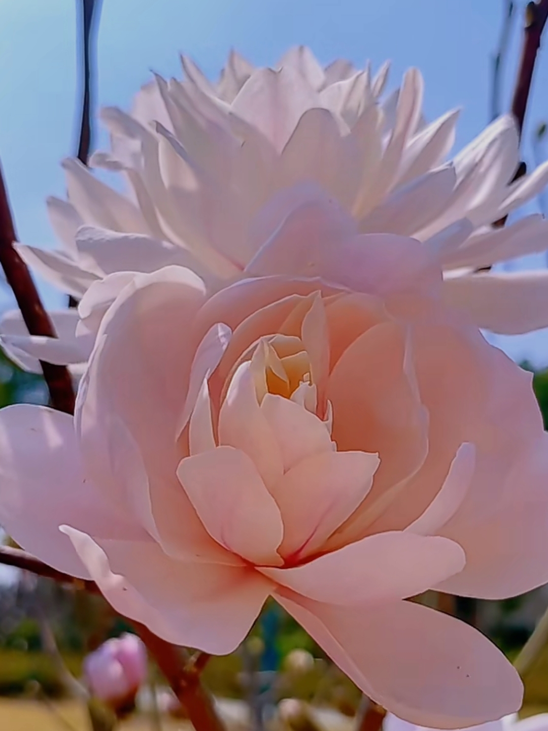 949893这几张粉红花朵的美图,简直让人沉醉其中!