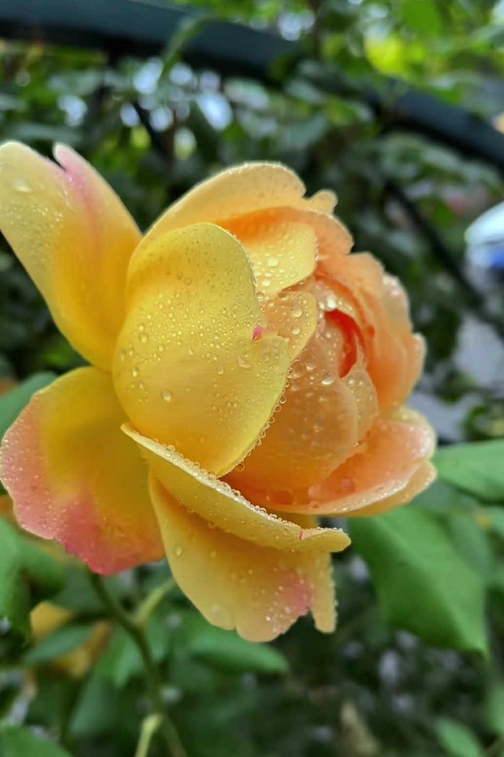 分享美图: #雨后的黄玫瑰,晶莹剔透,它把自己美的一面呈现给世界,人们