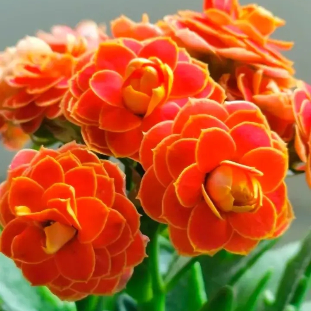 94橙色花园中的秘密,绽放的长寿花98  95在橙色长寿花朵的簇拥