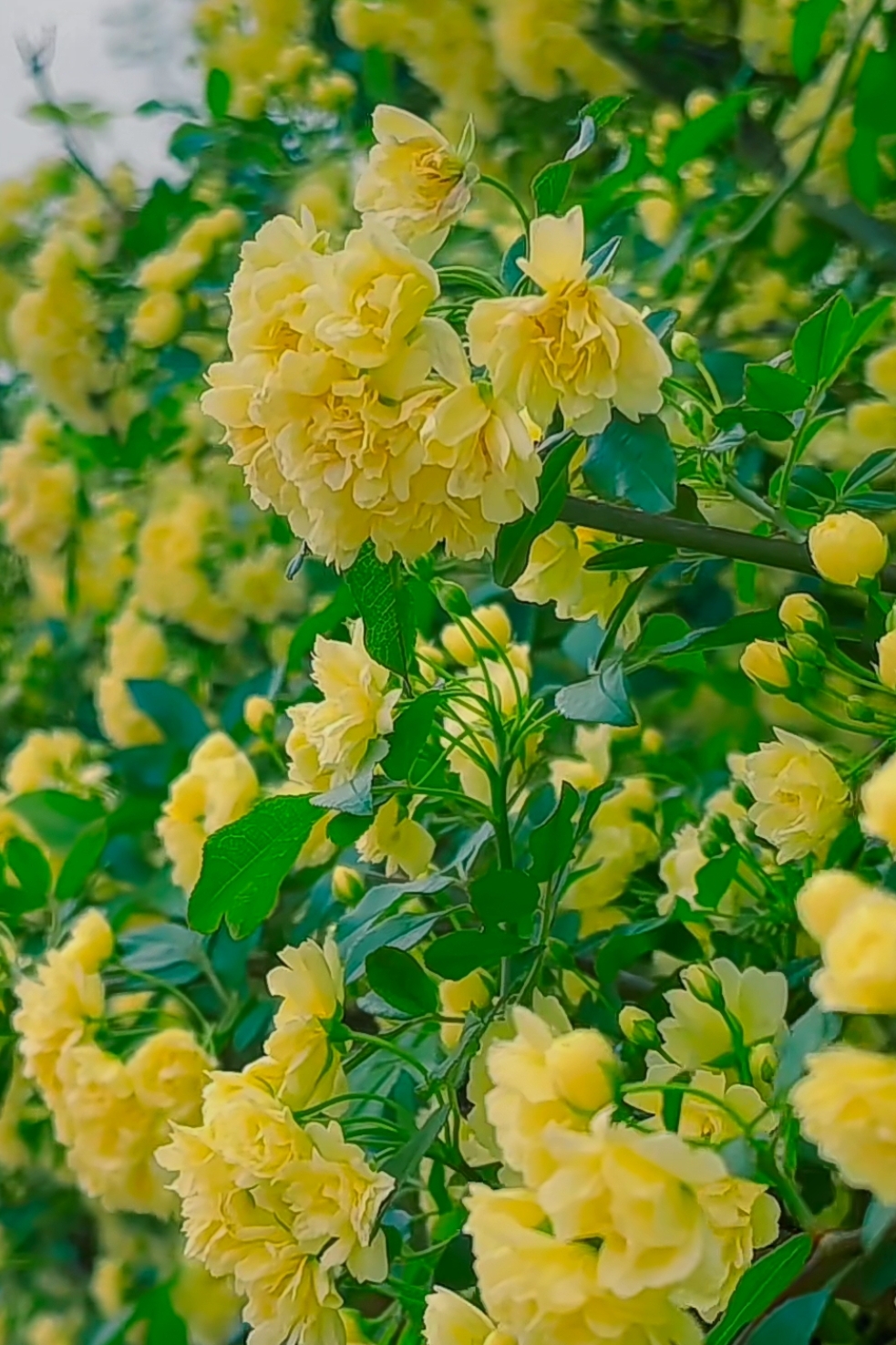 95金黄花朵,热烈又温柔99  98发现一片金黄花朵的秘境,每一朵都