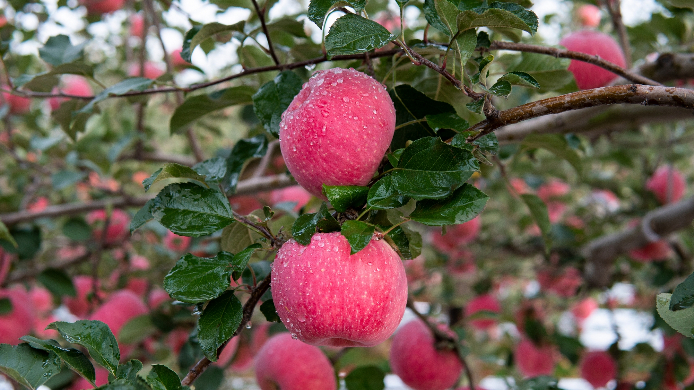 陕西延安洛川苹果