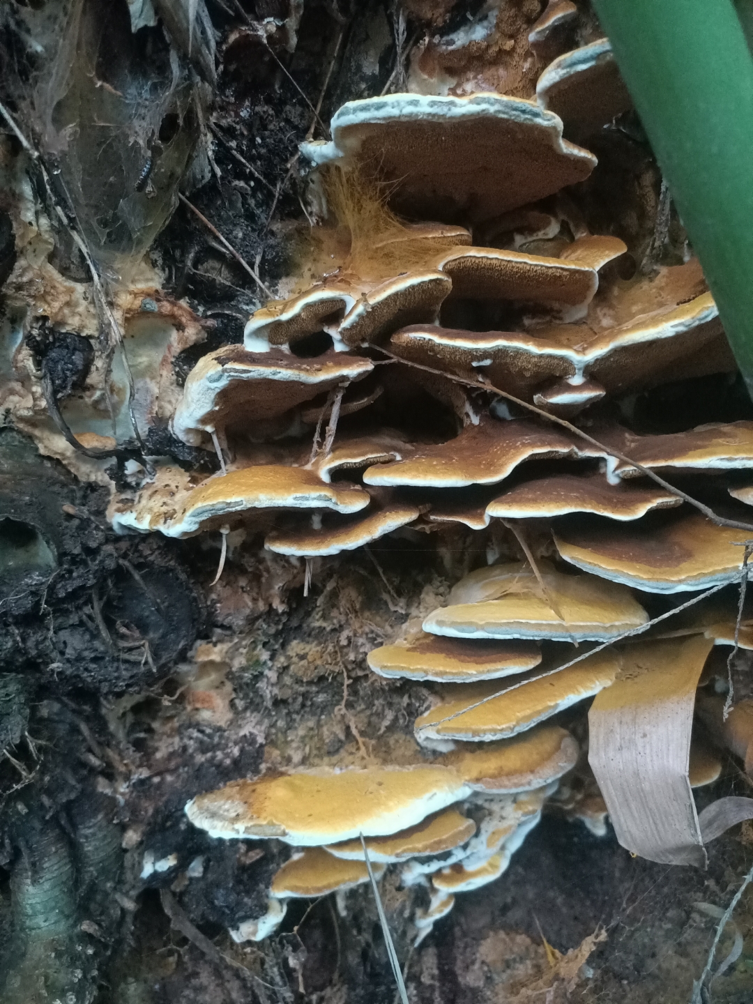 长在竹子根部的,像灵芝一样,是什么菌子