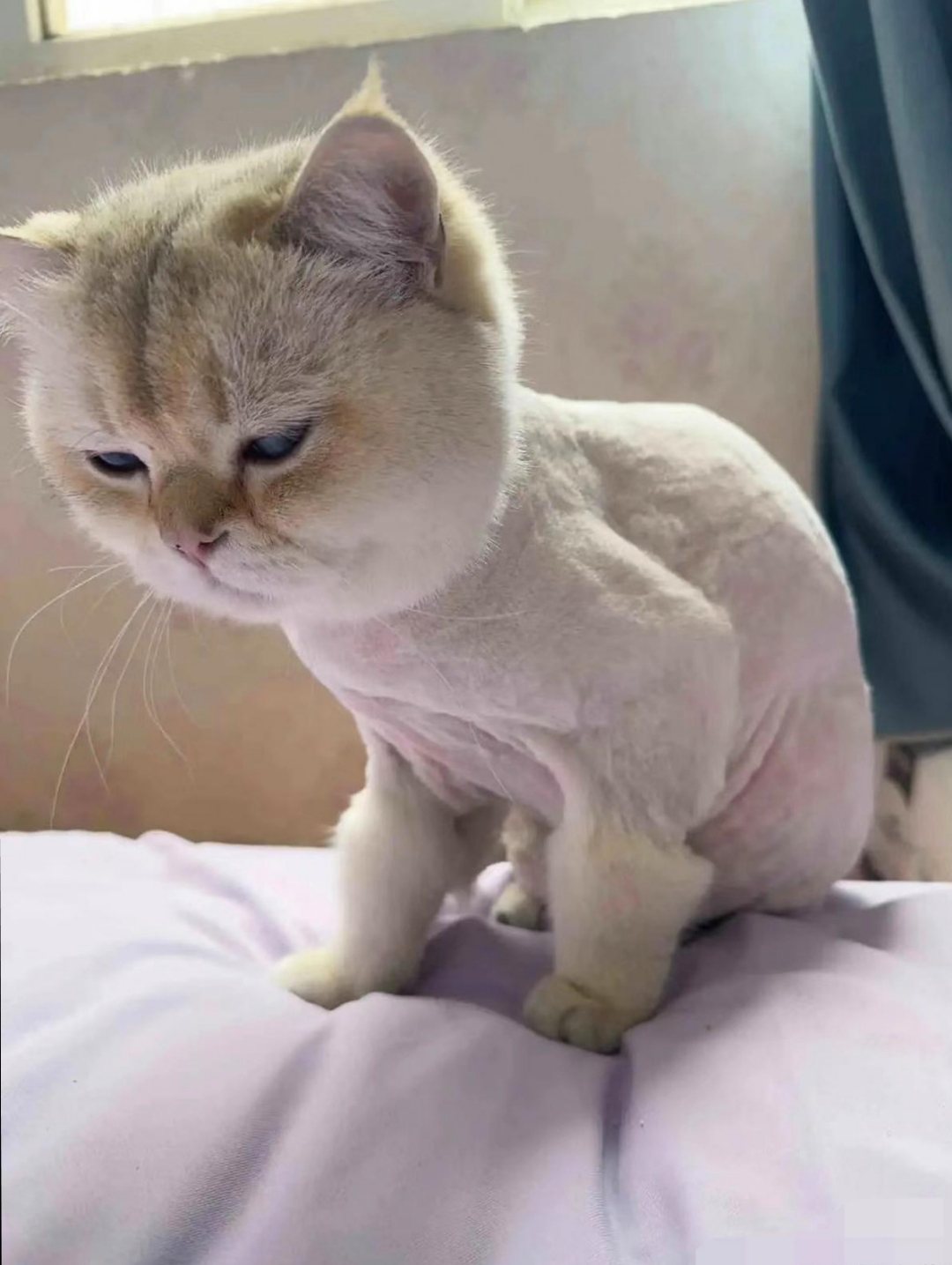 从来没见过给猫咪剃毛的,你看这怪事就碰见了,小猫咪被主人剃了毛,一