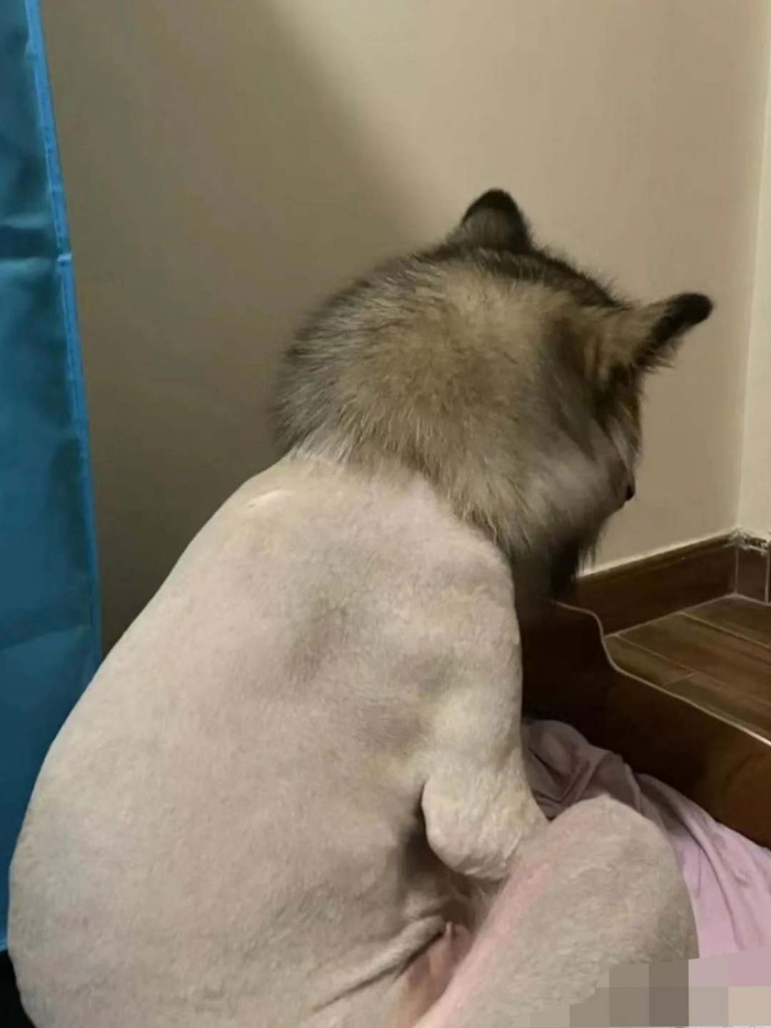 从来没见过给猫咪剃毛的,你看这怪事就碰见了,小猫咪被主人剃了毛,一