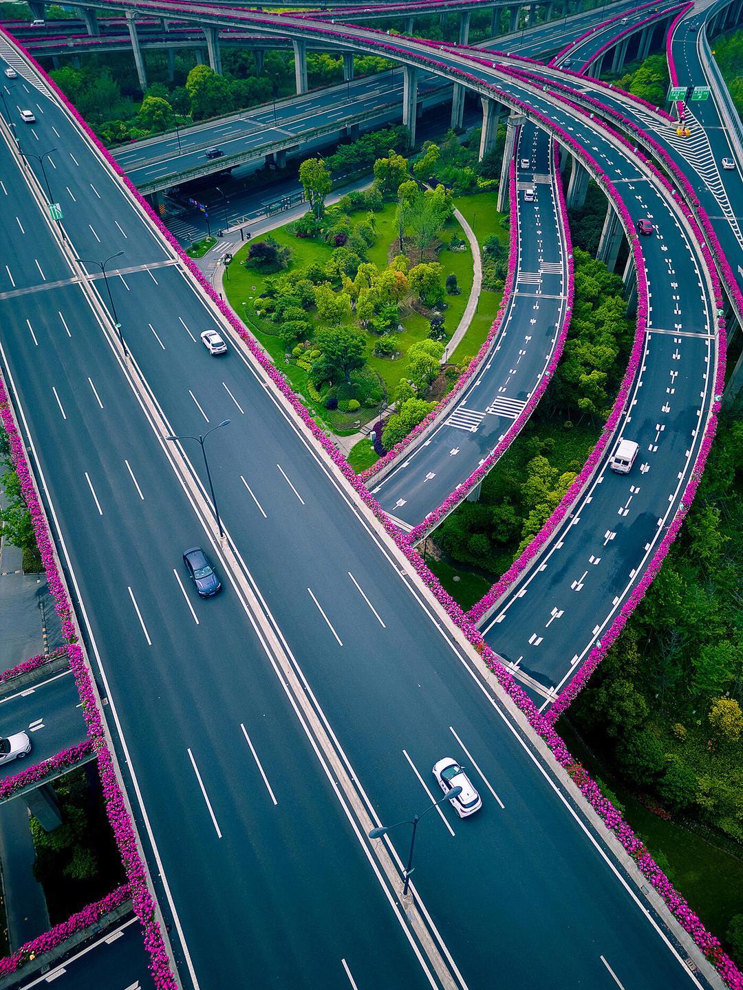 这是杭州的立交桥,俯瞰下去,高架桥两边的蔷薇花开的正艳,就象一条条