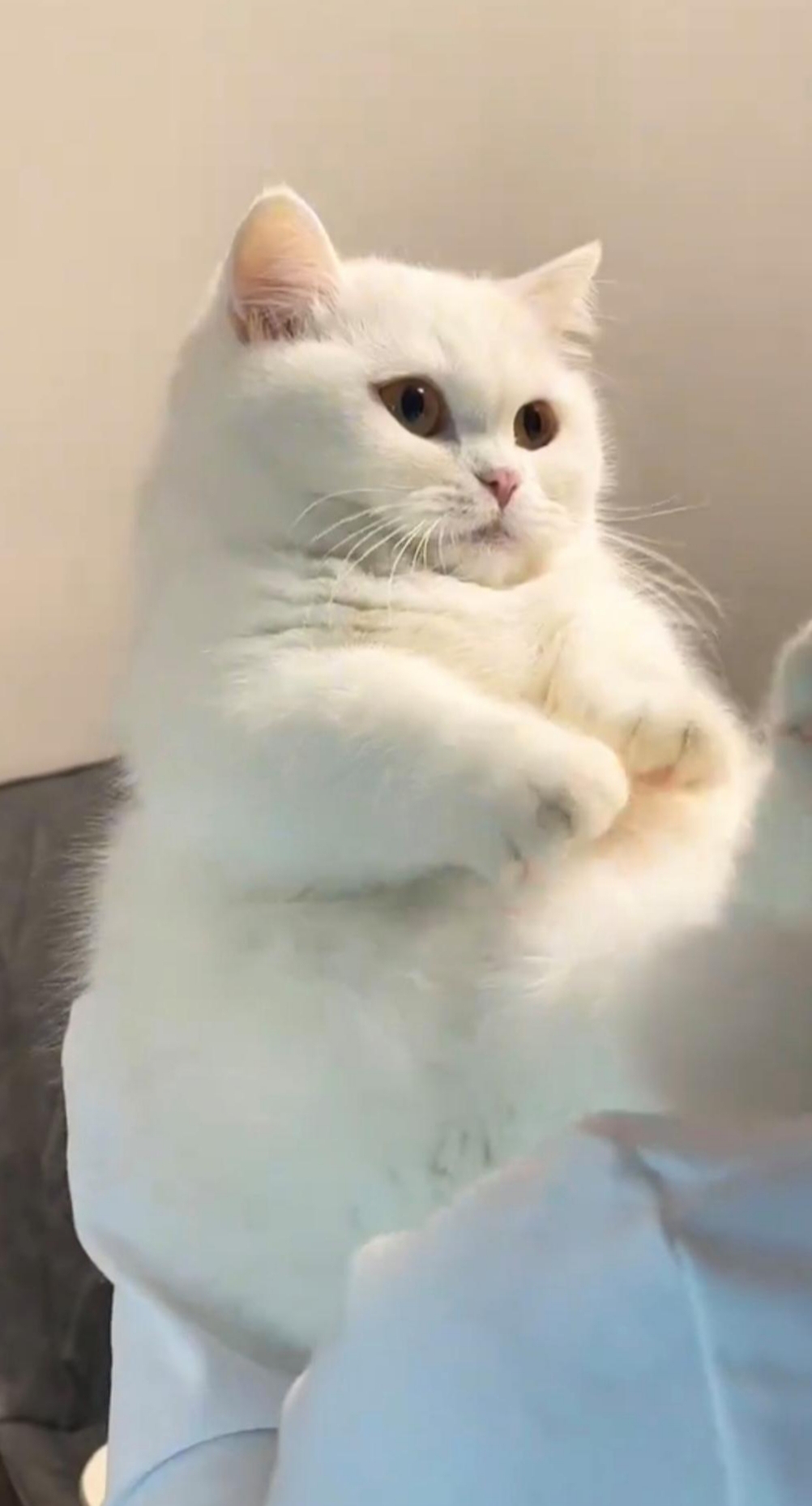 这只全身雪白的猫咪毛绒绒的太好看了,一好圆溜溜的眼晴纯真无邪,那