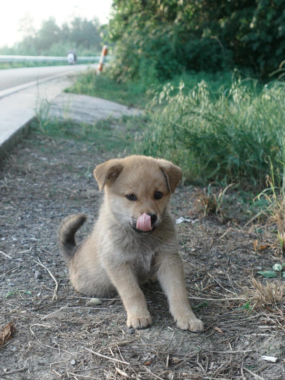 江浙田园犬图片