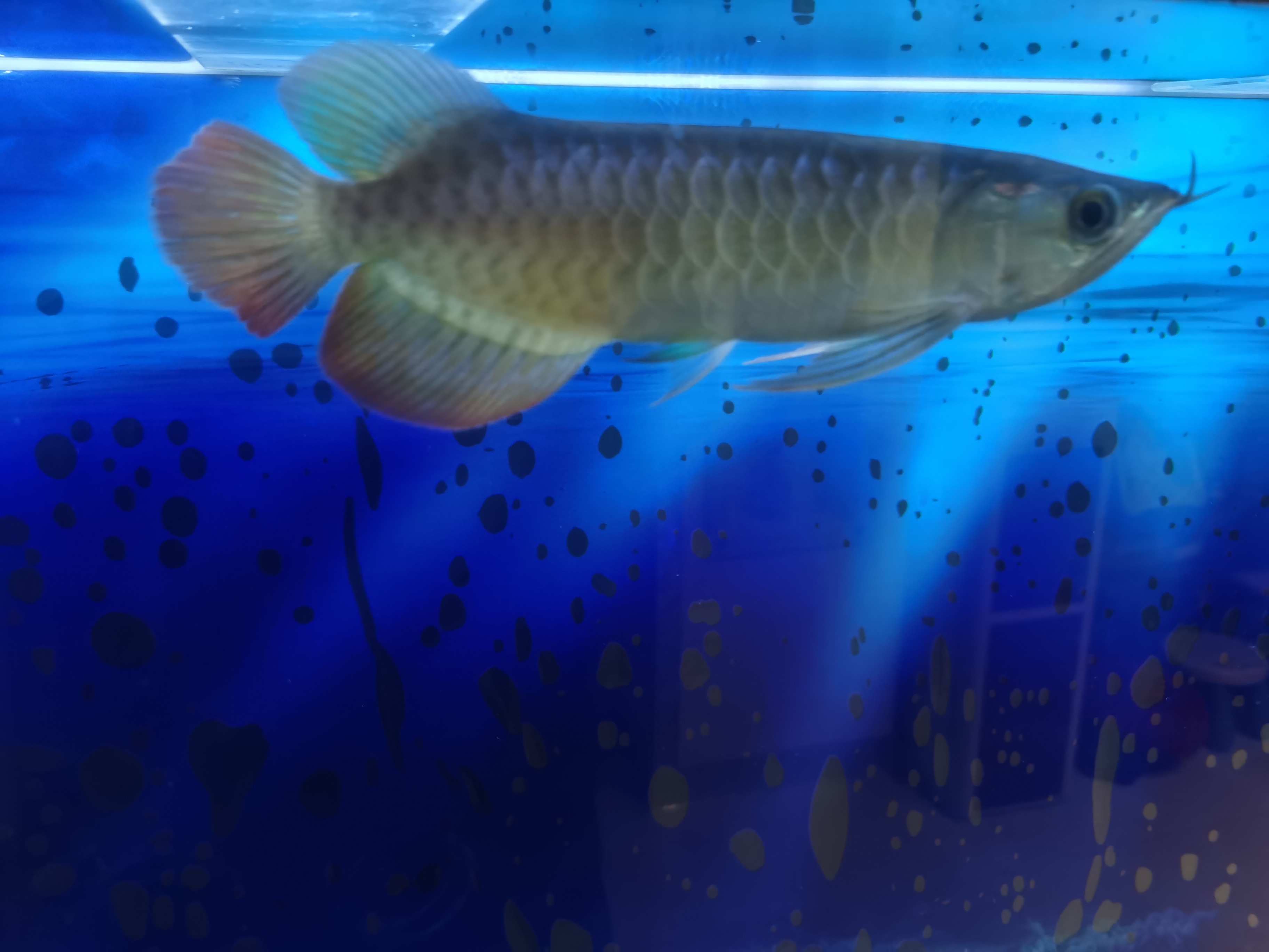 请问一下这个是号半还是红龙鱼,有没有大师指点一下!