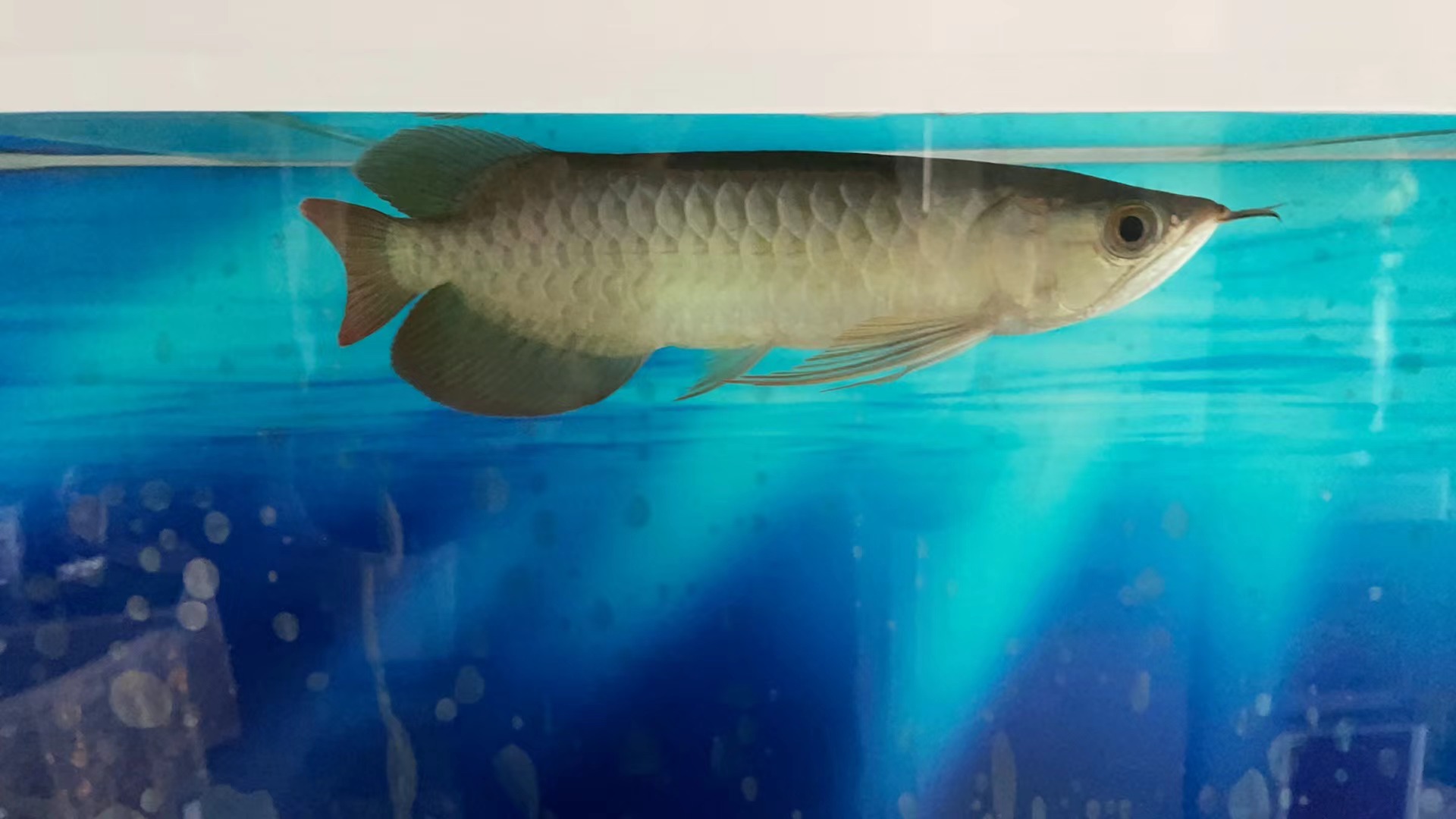 请问一下这个是号半还是红龙鱼,有没有大师指点一下!