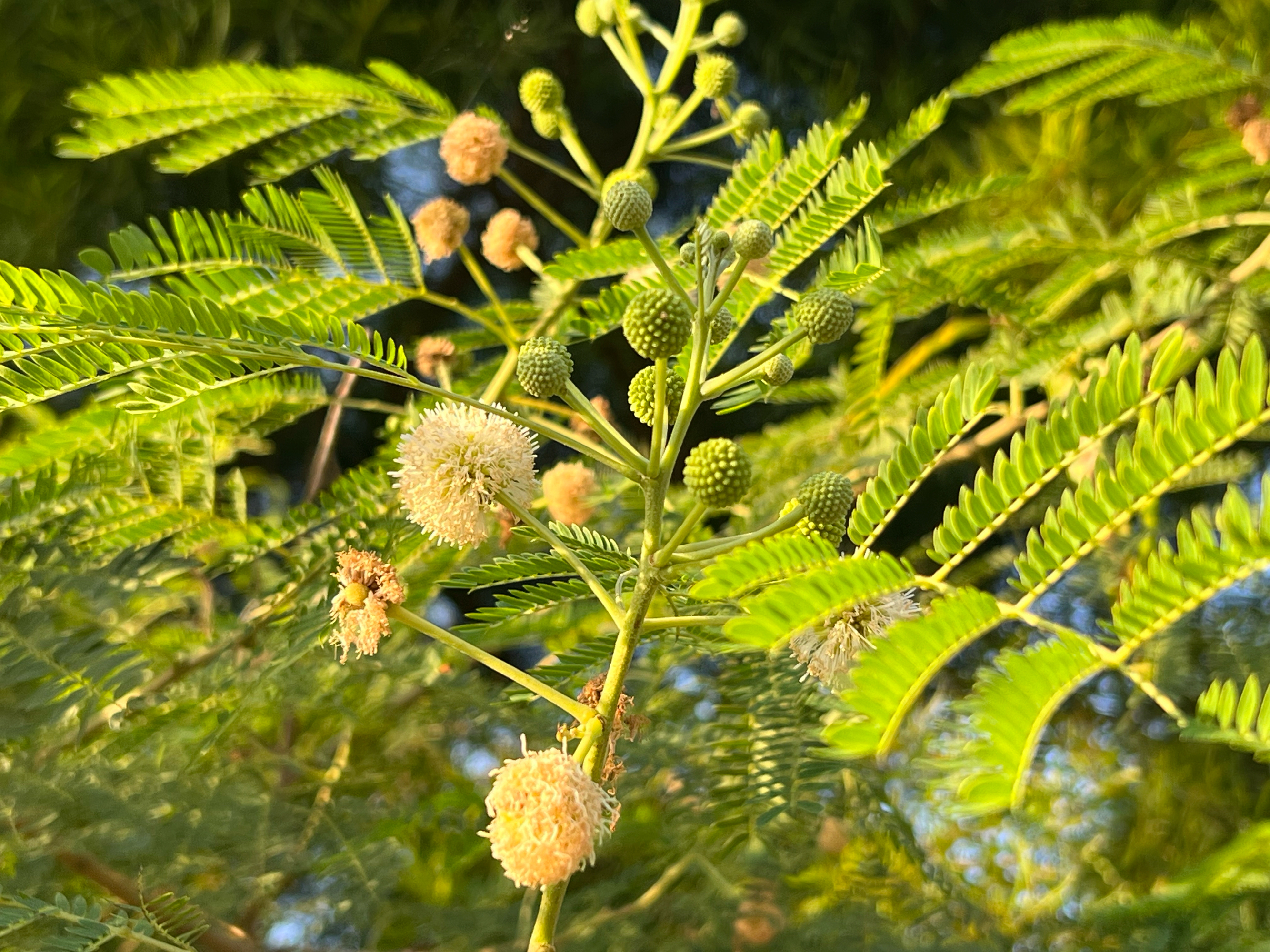 银合欢树