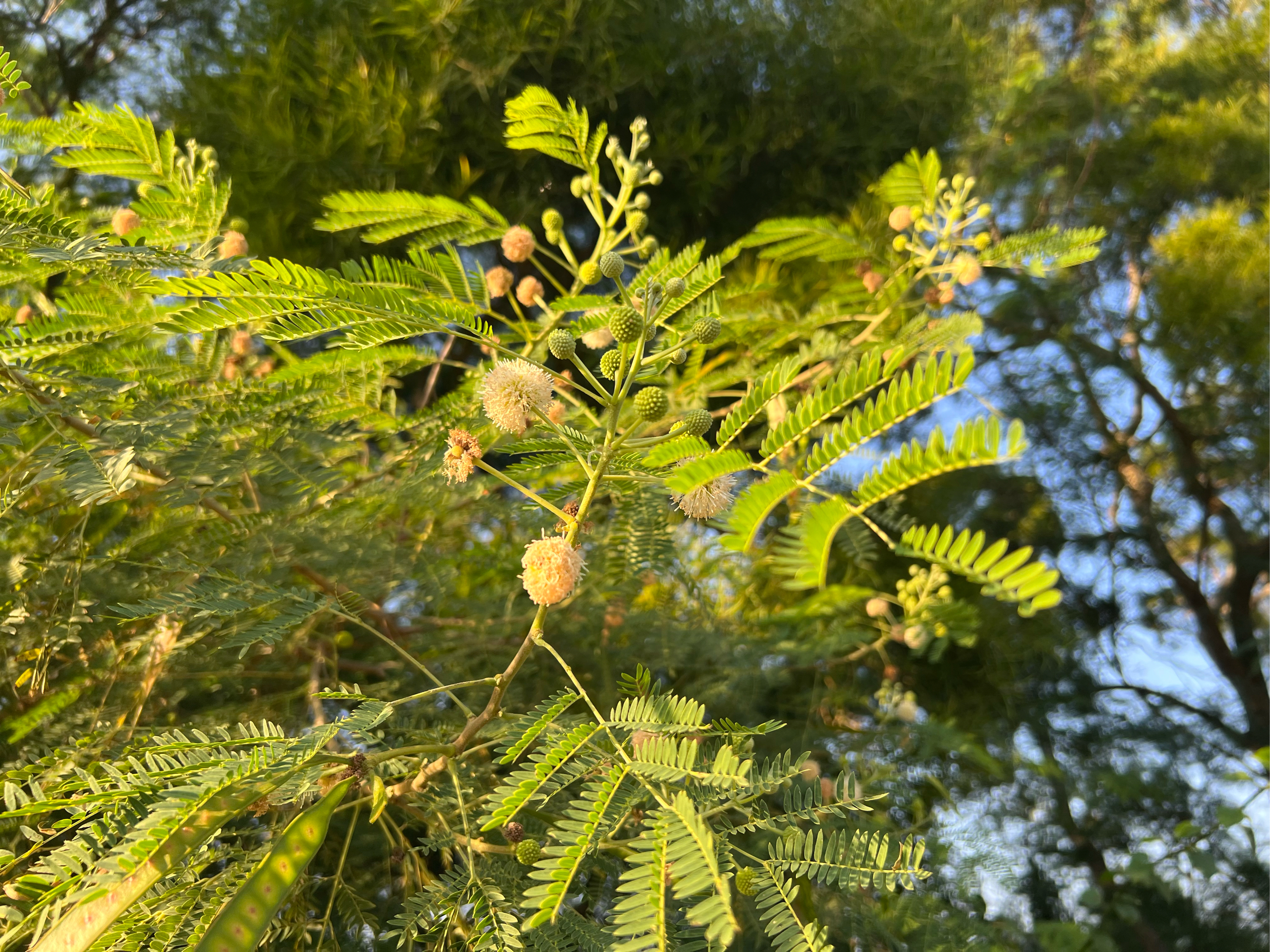 银合欢树