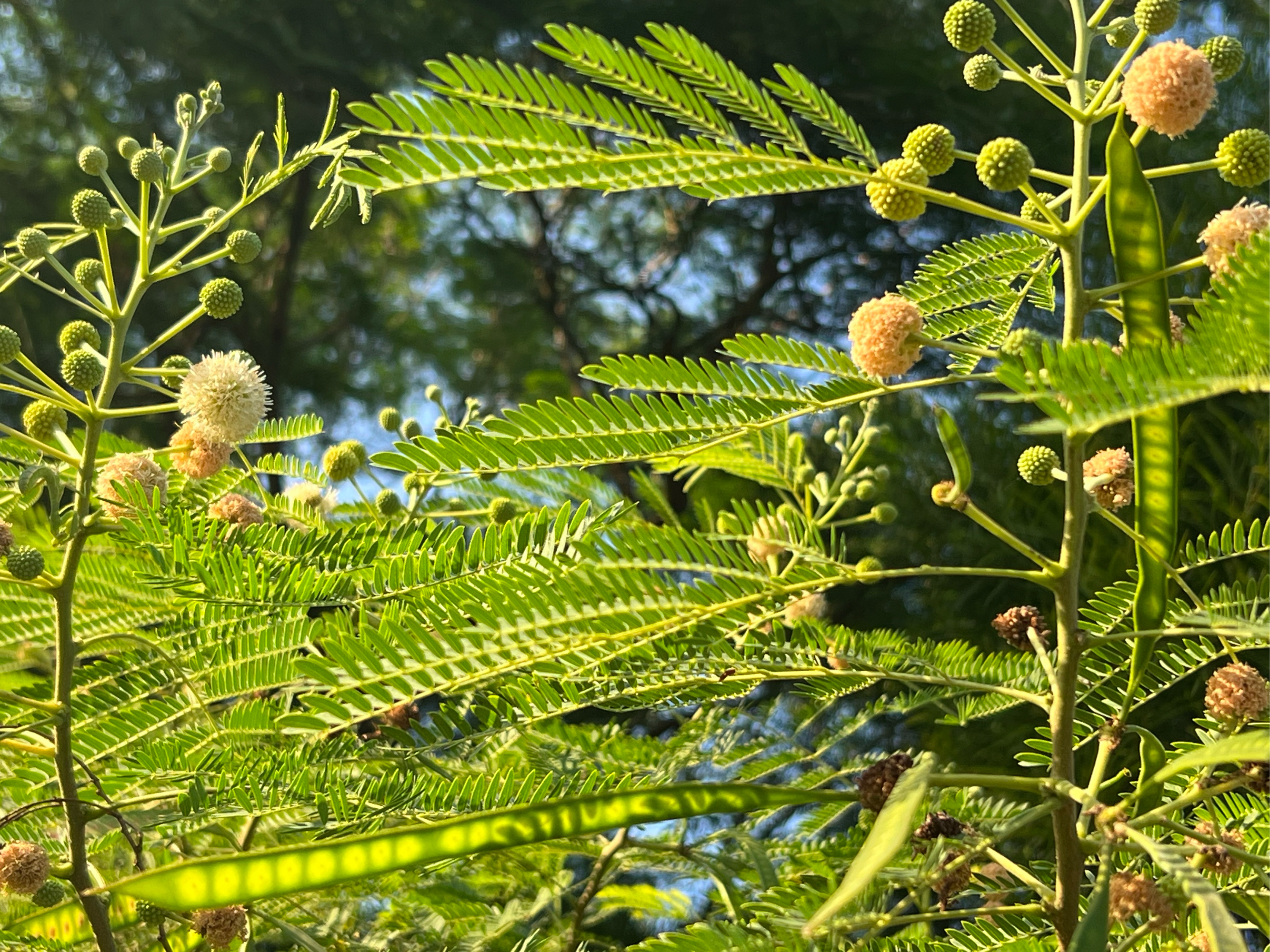 银合欢树