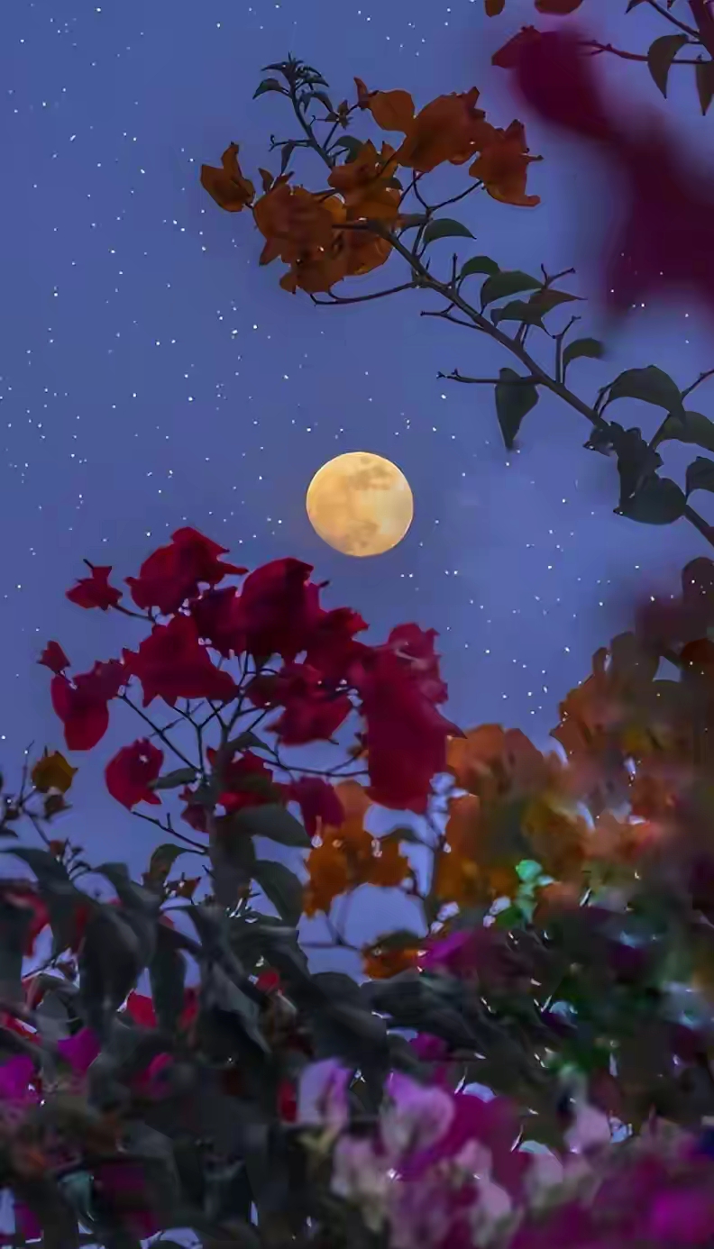 月亮下的紫薇花图星月图片唯美高清夜晚窗边的图片大全紫薇花布满星星