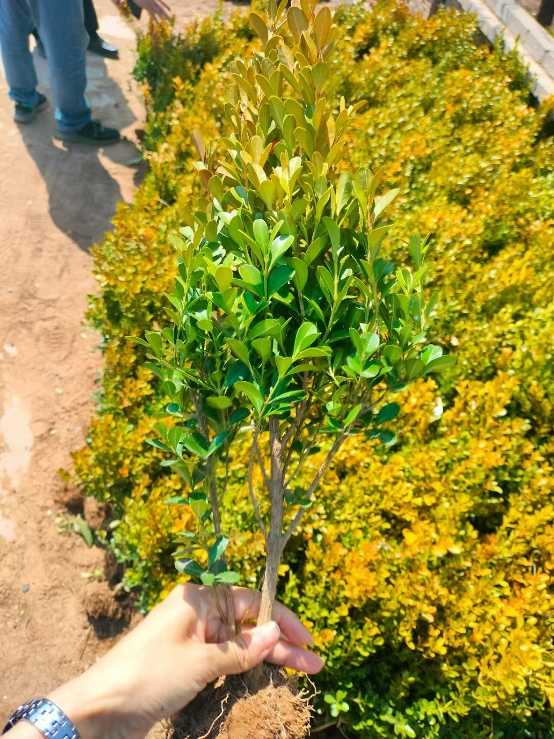 瓜子黄杨生长习性与养护要点