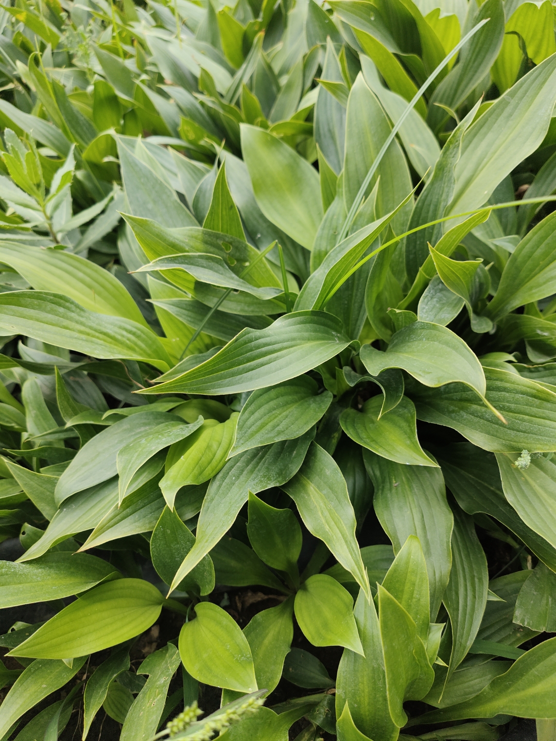 玉簪叶形优美,花色素雅,耐阴湿,适合林下,背阴处地