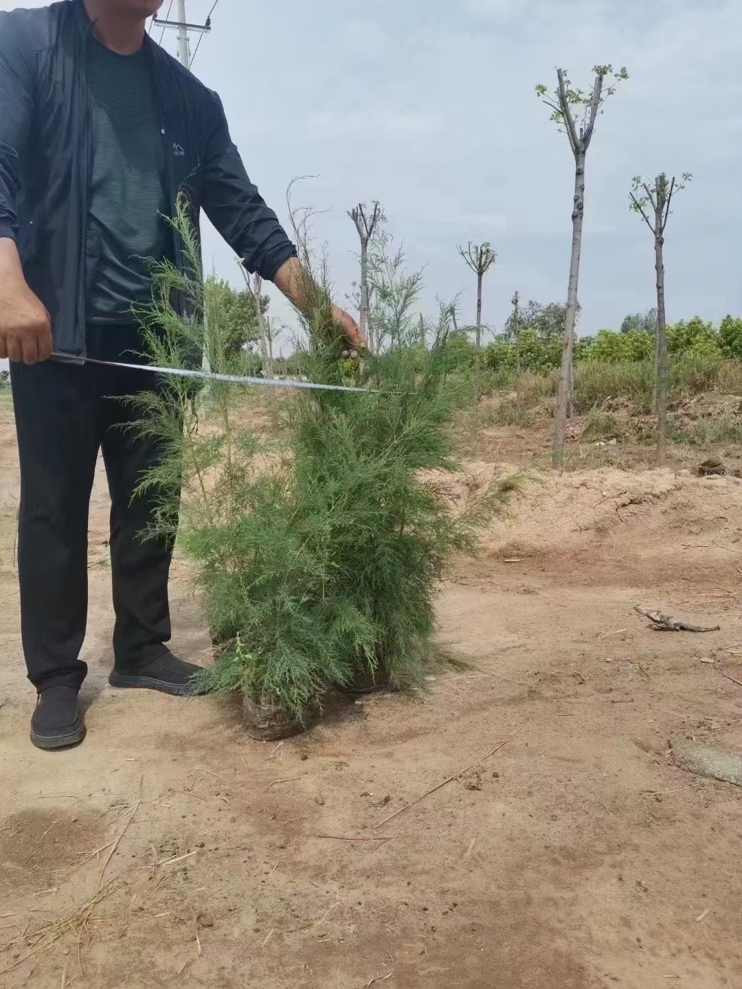 柽柳苗可用于盐碱地荒漠等恶劣环境绿化耐盐碱耐旱性强能防风固沙