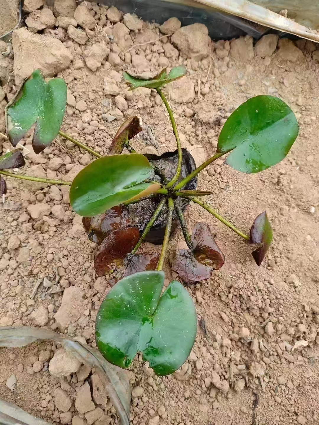 睡莲叶碧花艳,是水体绿化的佼佼者