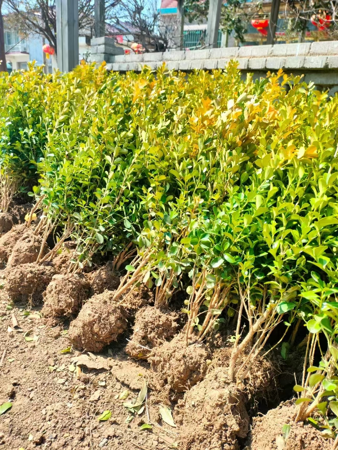 瓜子黄杨生长习性与养护要点