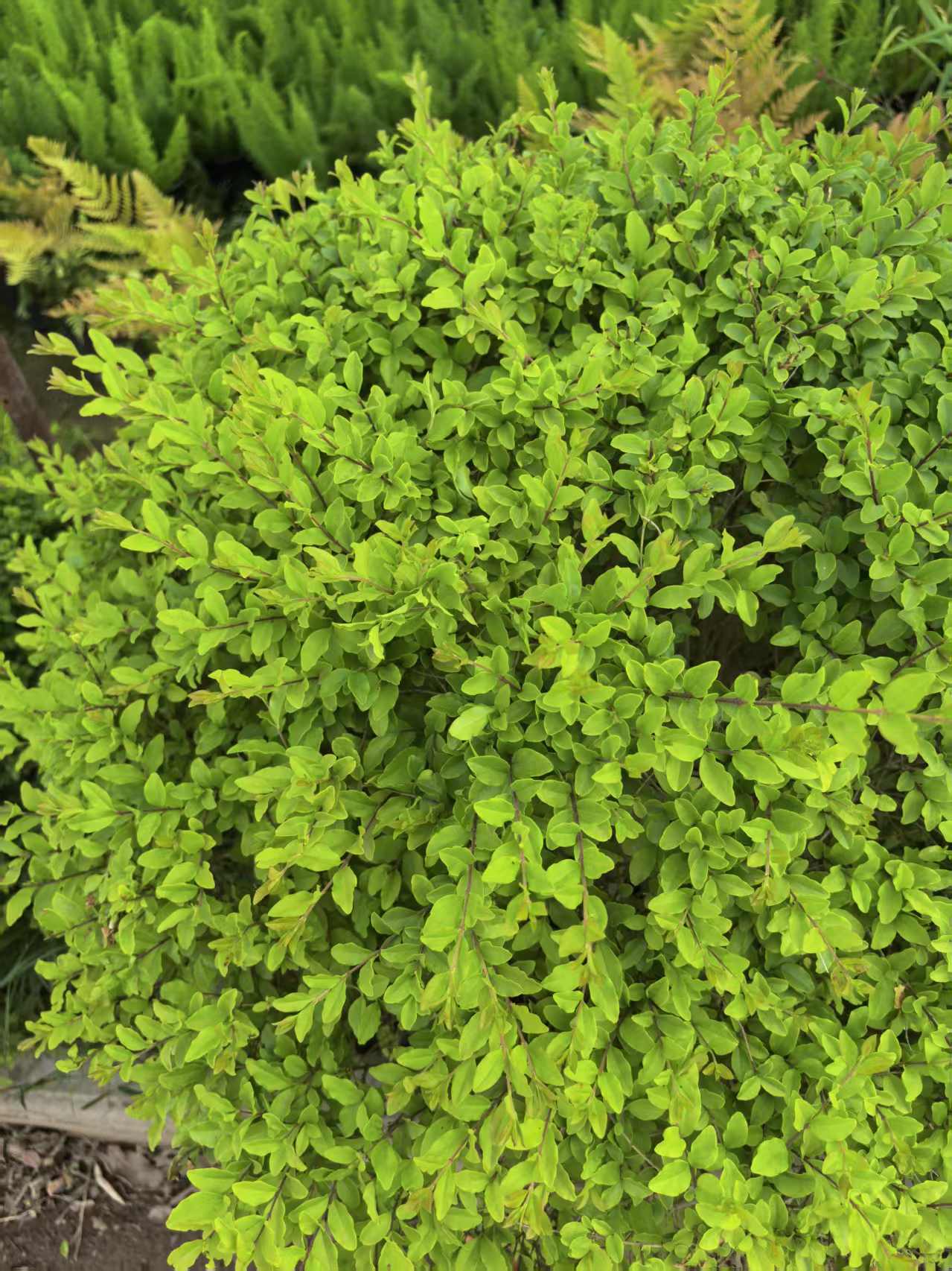 金叶女贞是木犀科女贞属半常绿小灌木,原产美国加州,中国多地有栽培