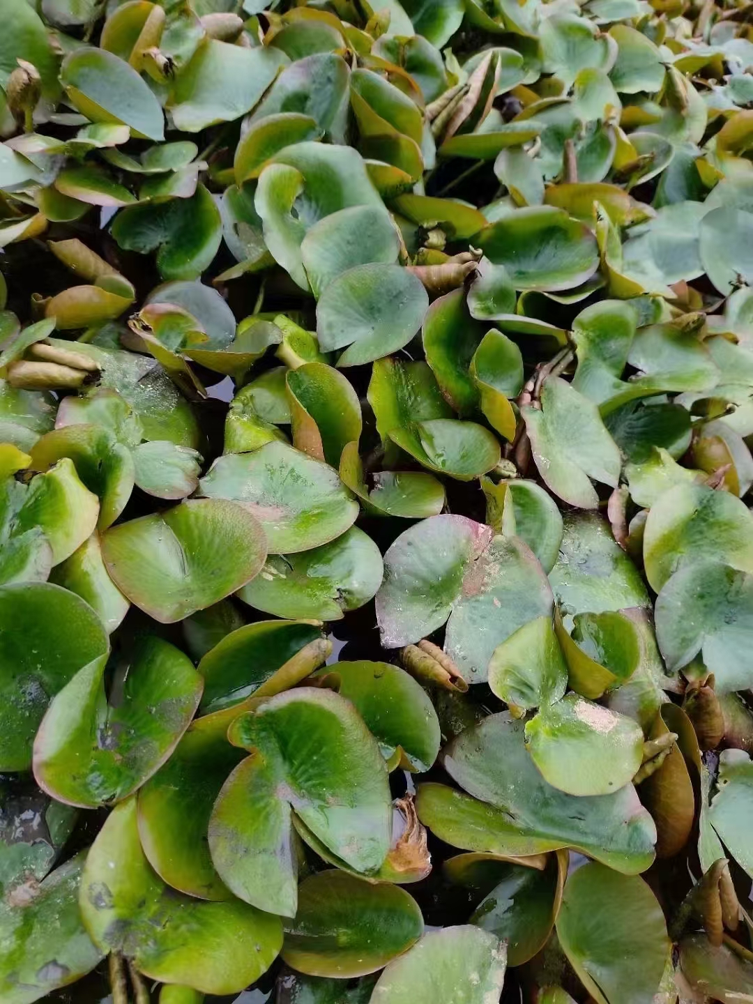 睡莲叶碧花艳,是水体绿化的佼佼者